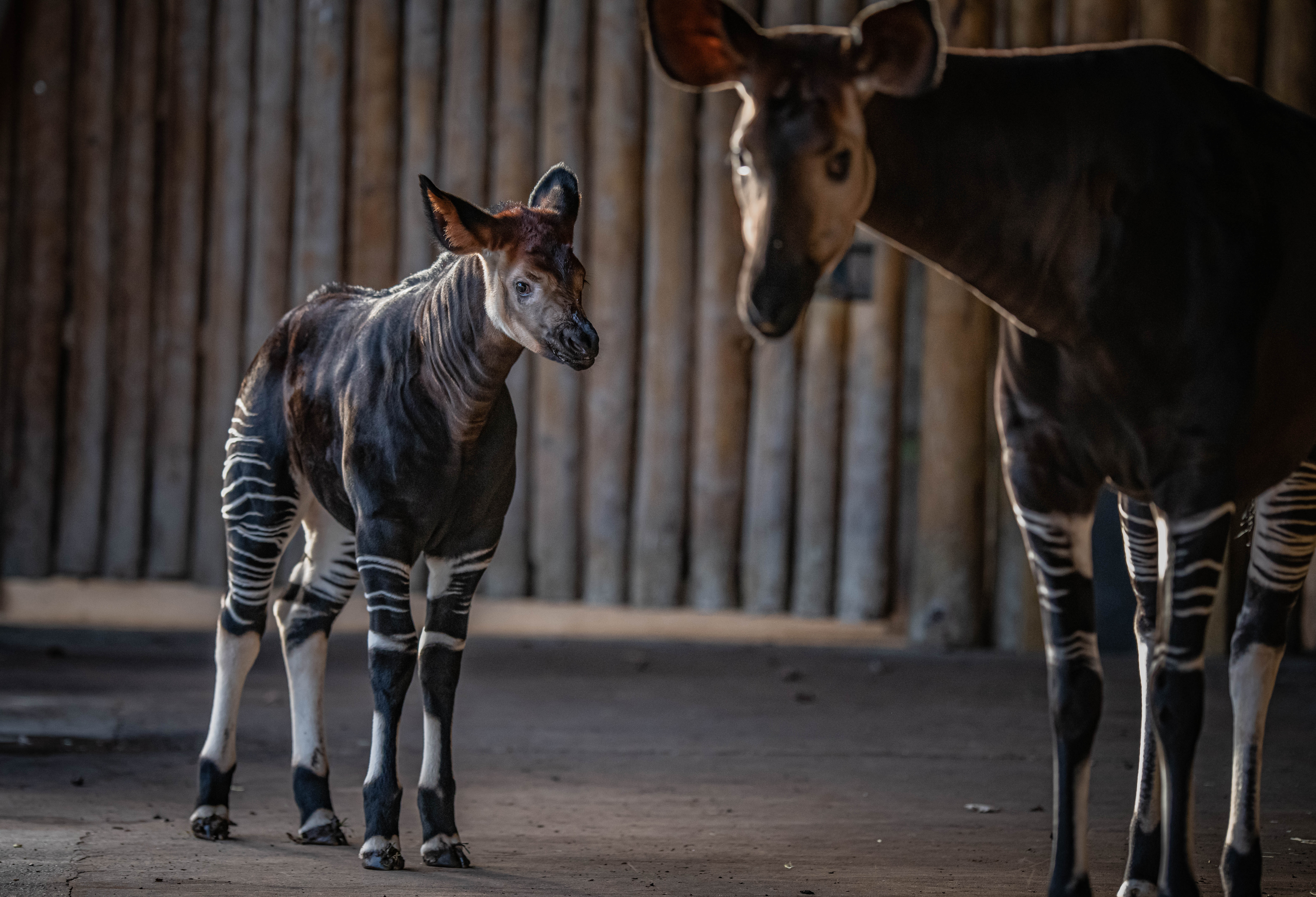 Okapi calf Kora was born to parents Ada and Stomp (Chester Zoo/PA)