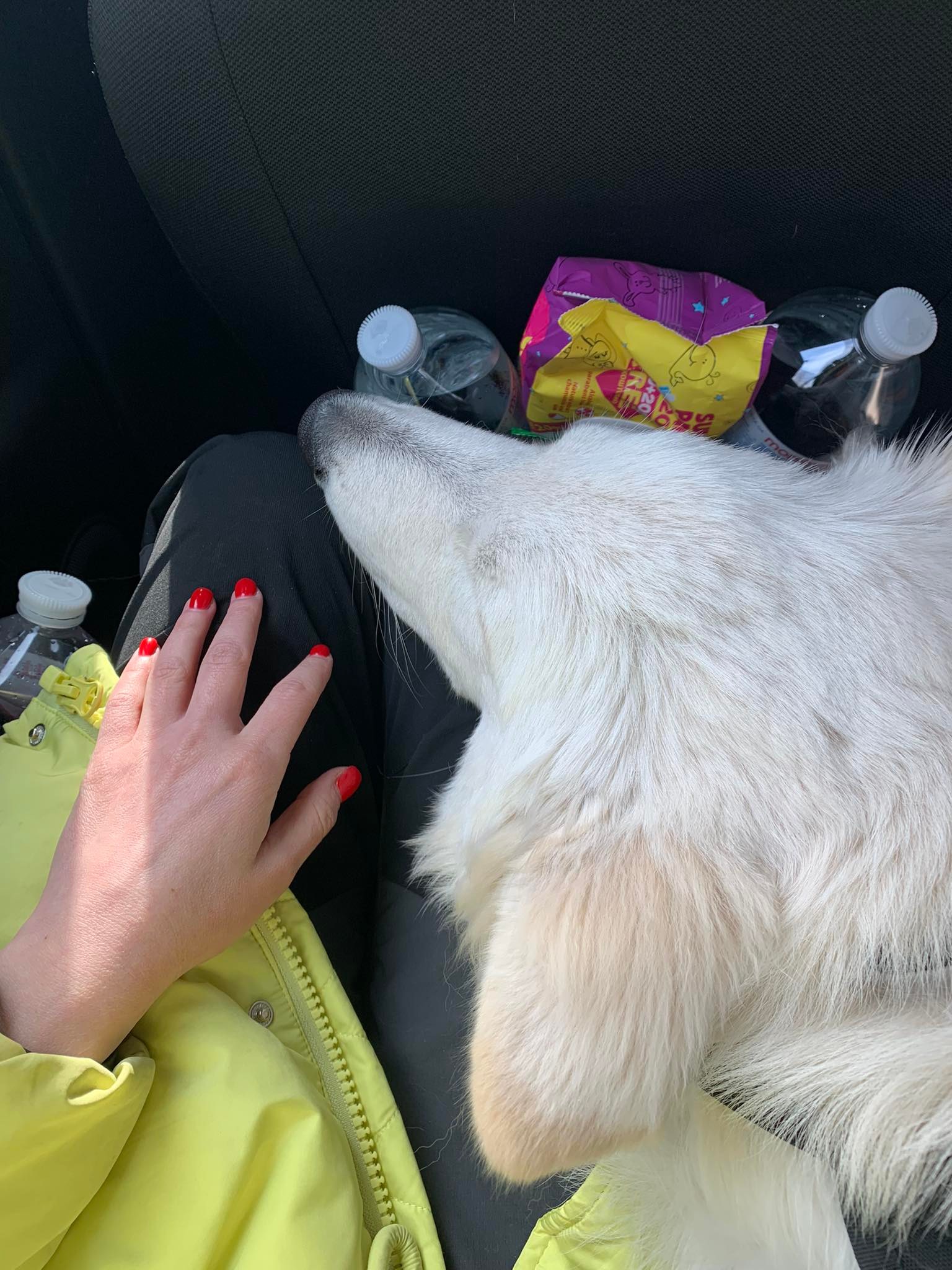 One of Polina Karabach's five dogs sat on her lap in the car.