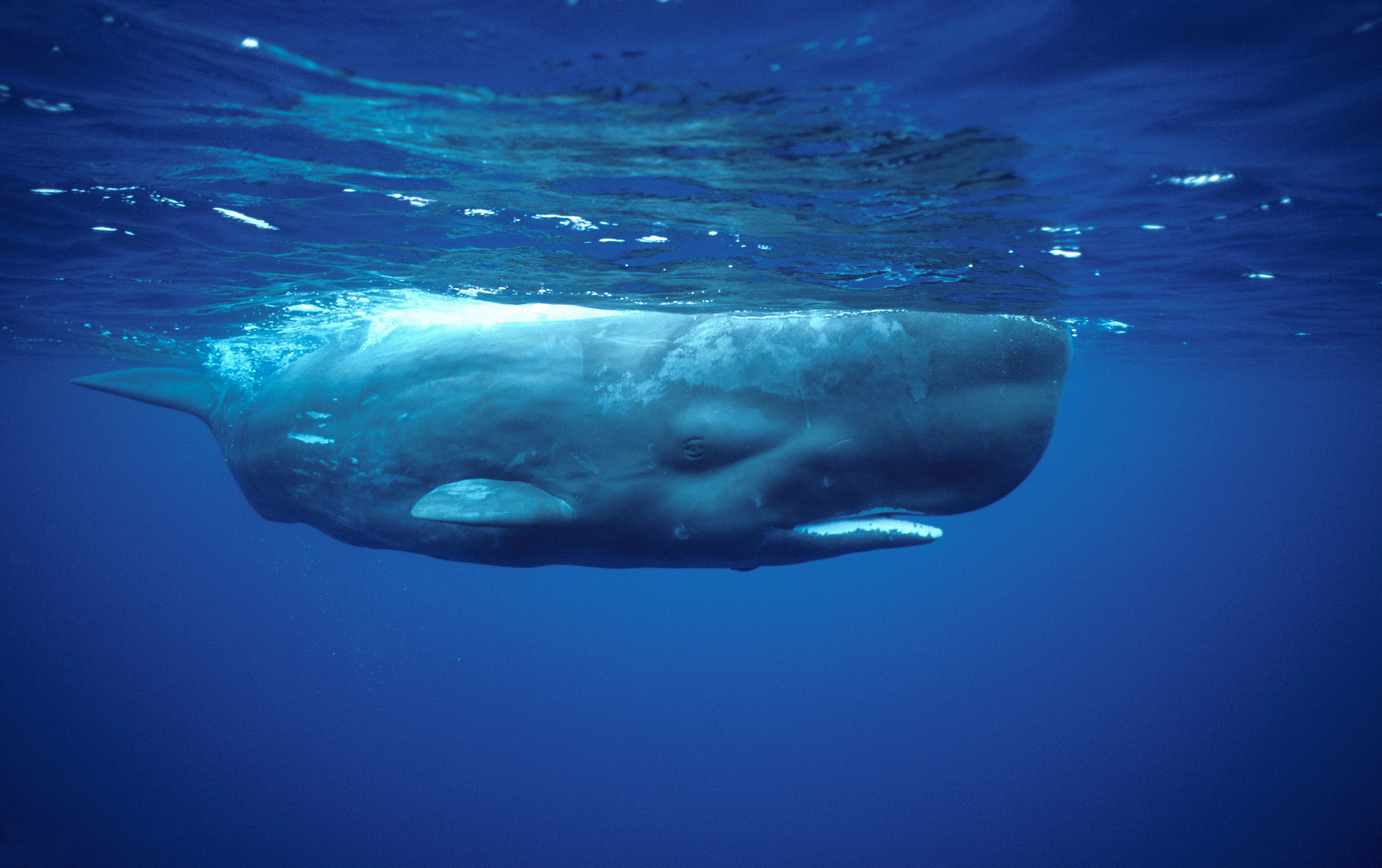 Sperm whale in the Azores (Alamy/PA)