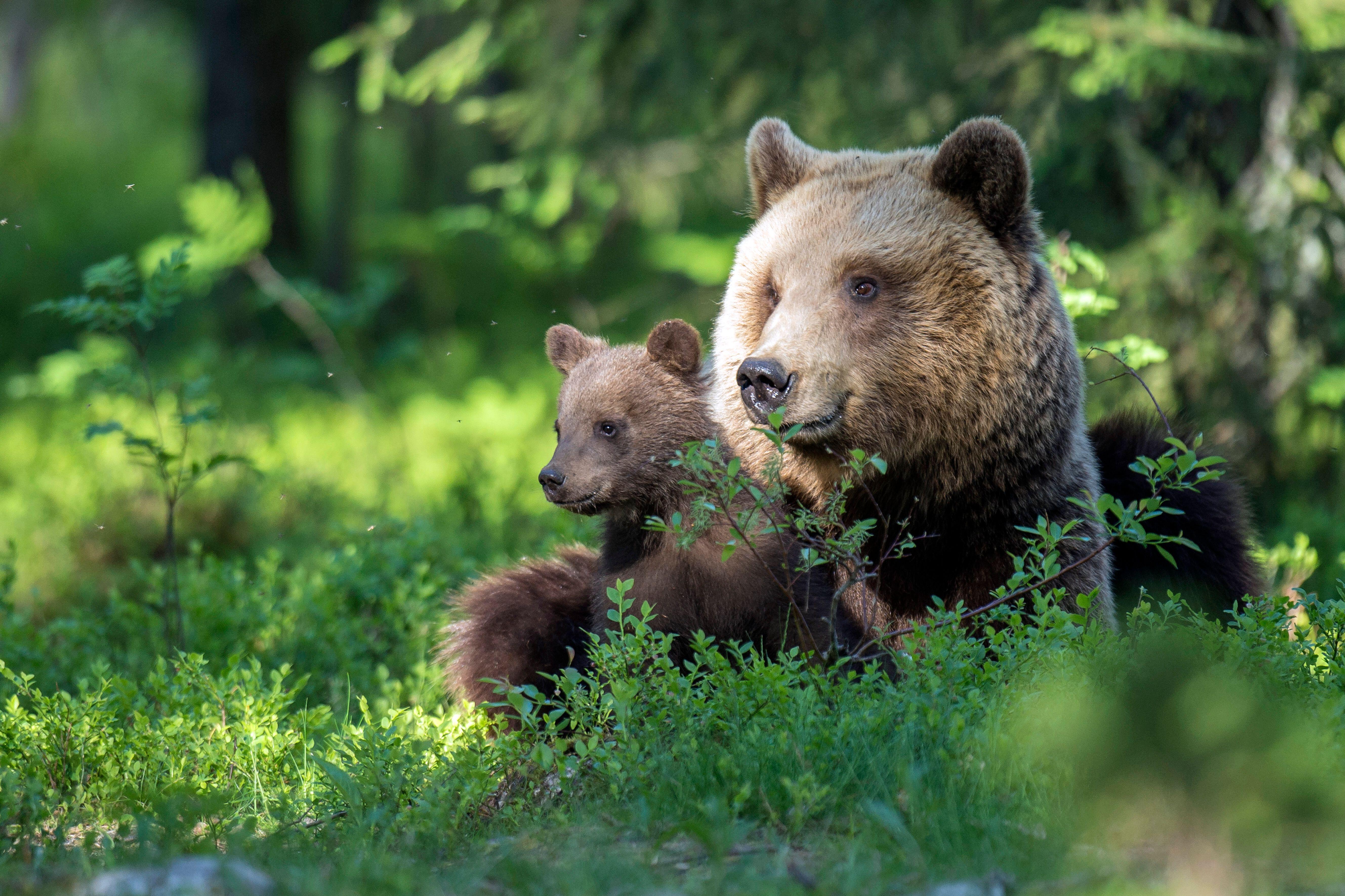 European brown bear with cub in Finland (Alamy/PA)