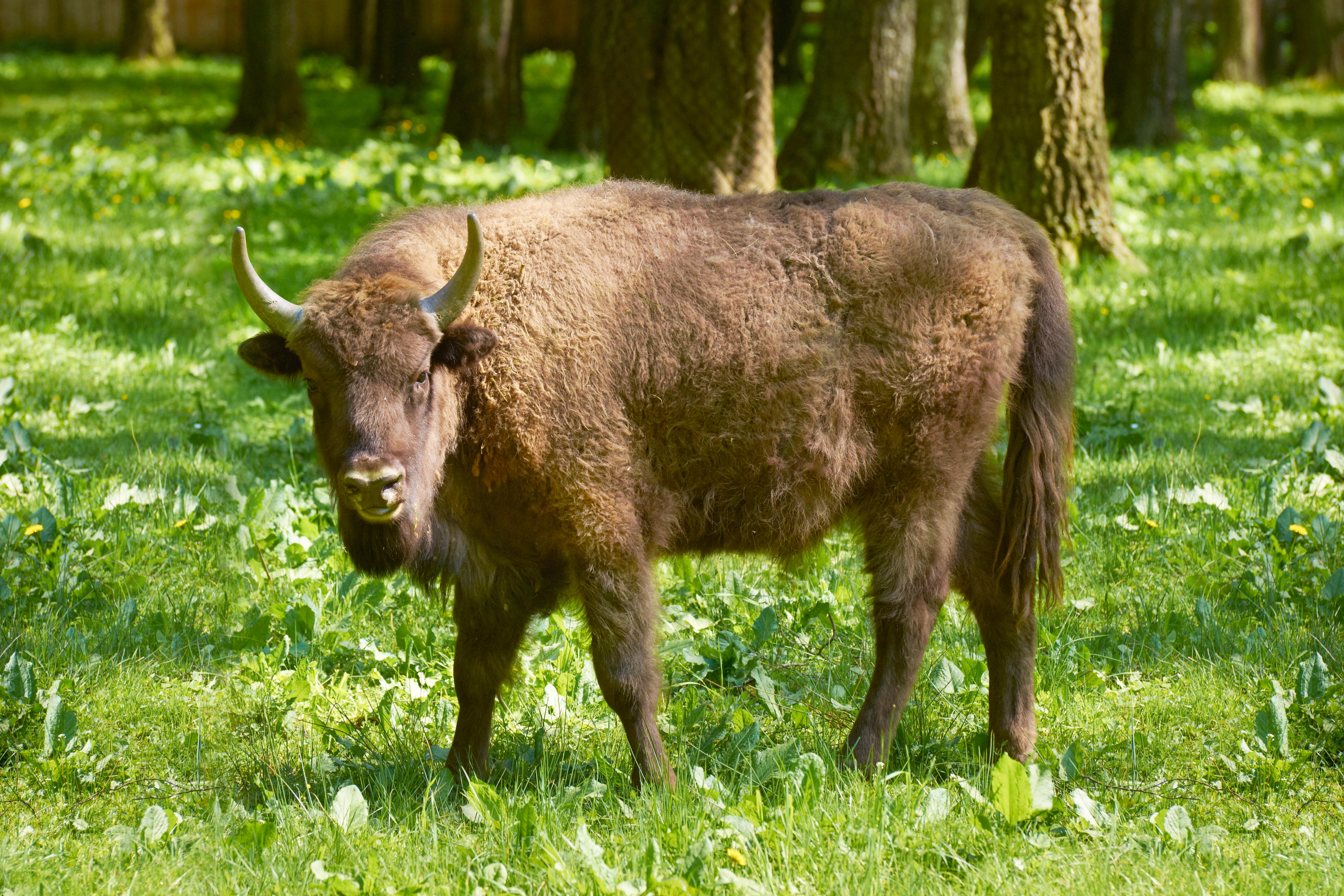 European wild bison, Poland (Alamy/PA)