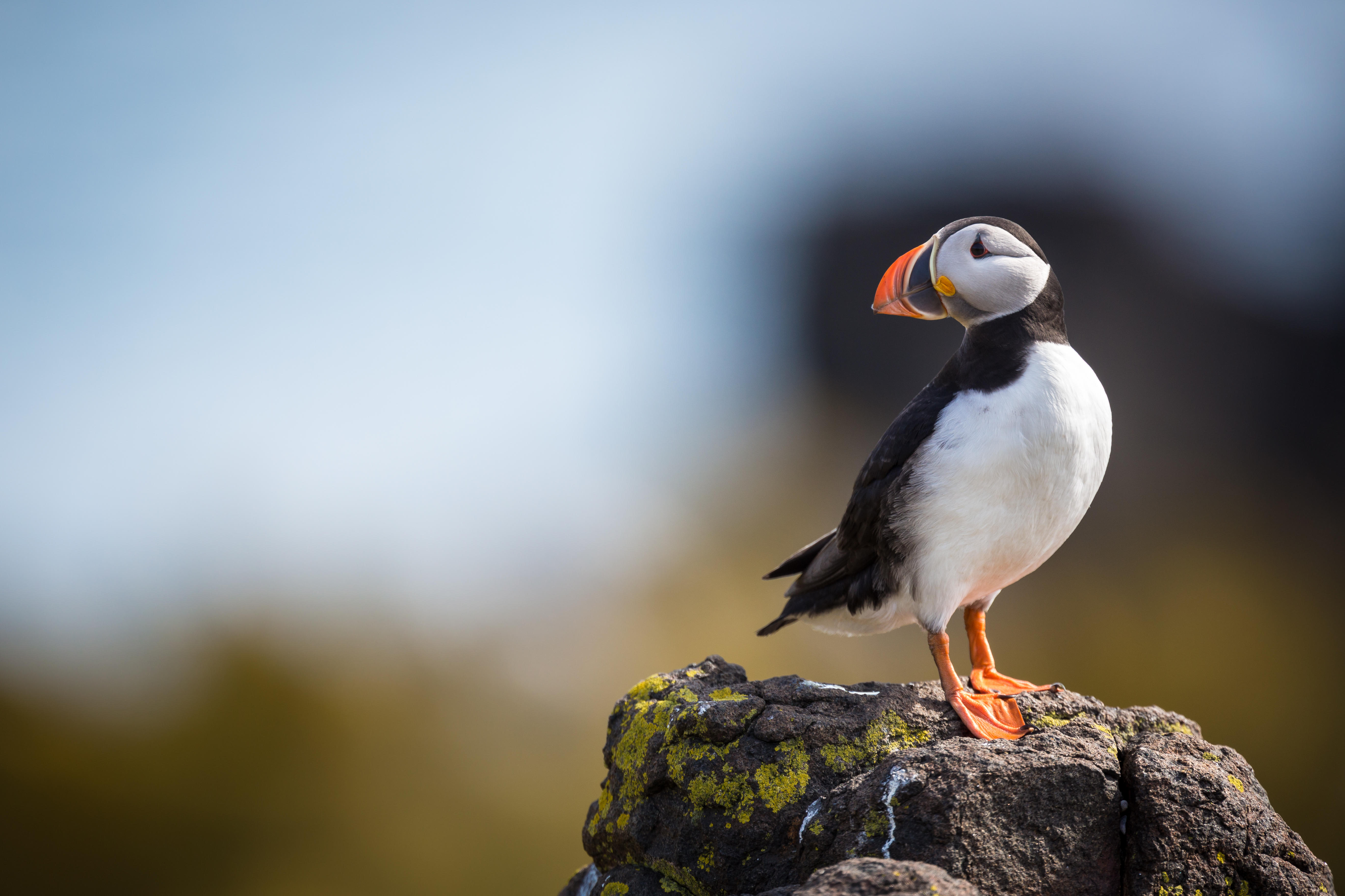 Puffins (Alamy/PA)