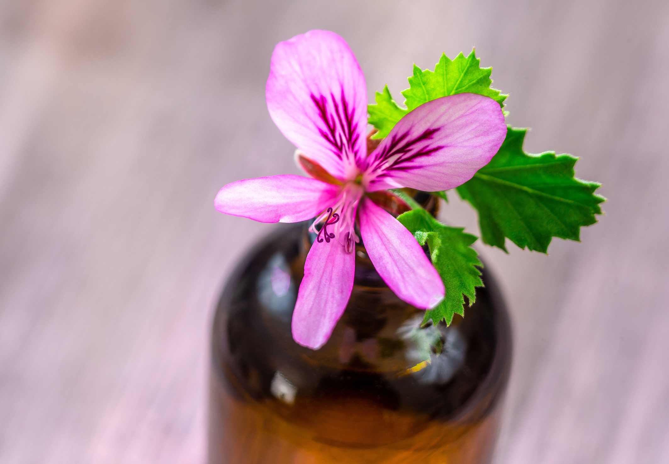 Geranium essential oil (pelargonium)