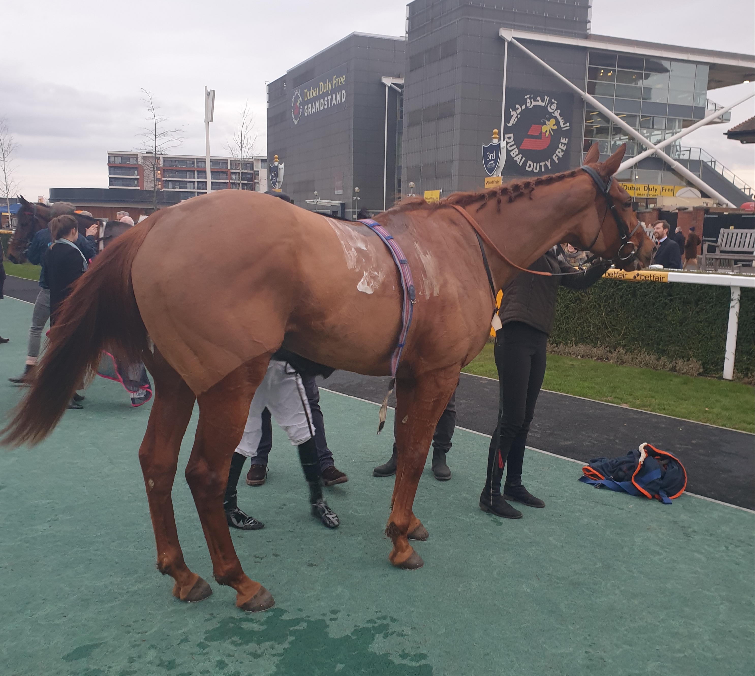 Rosy Redrum gets all the allowances in the Champion Bumper