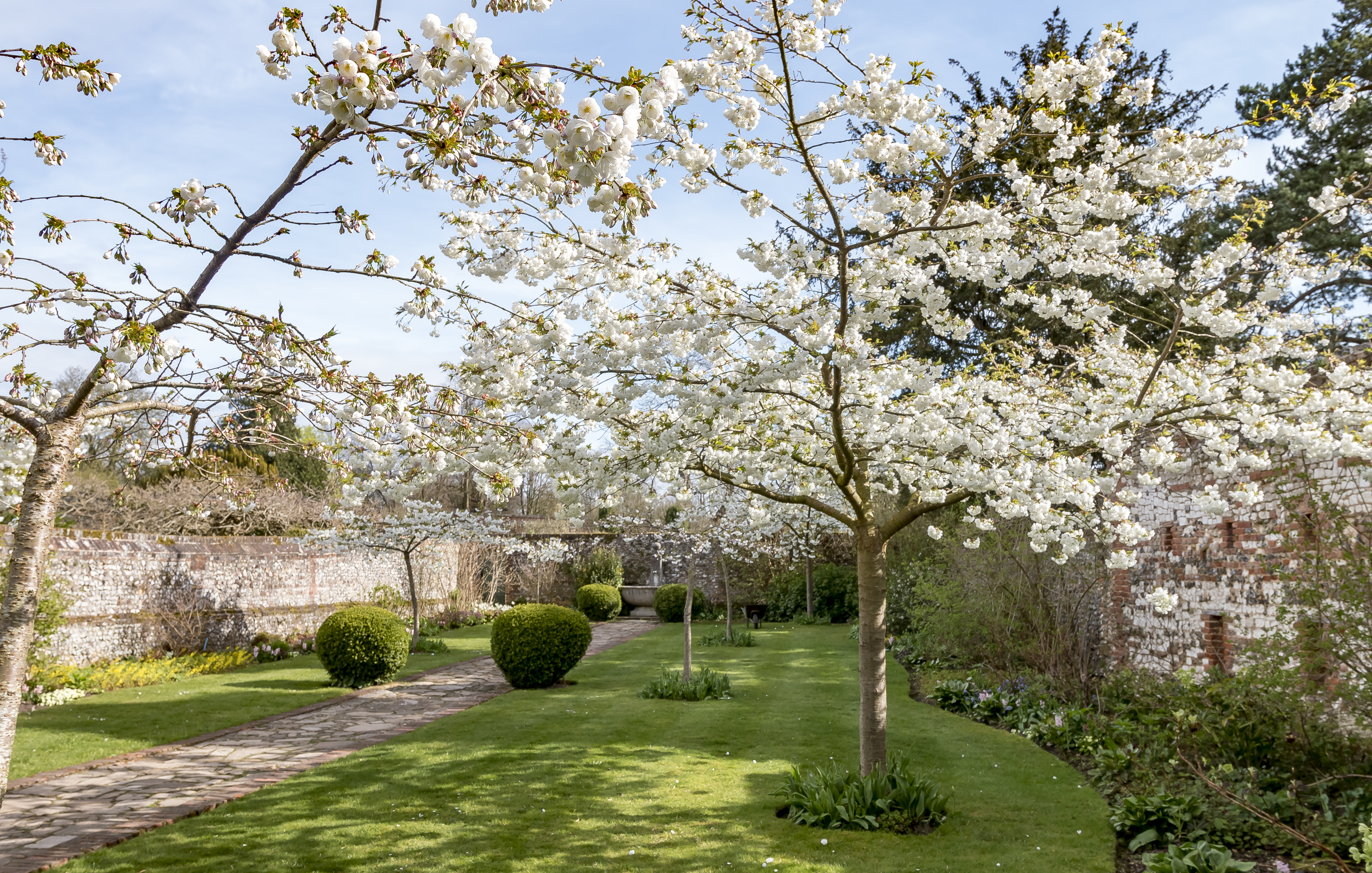 Cherry Blossom at Grey's Court