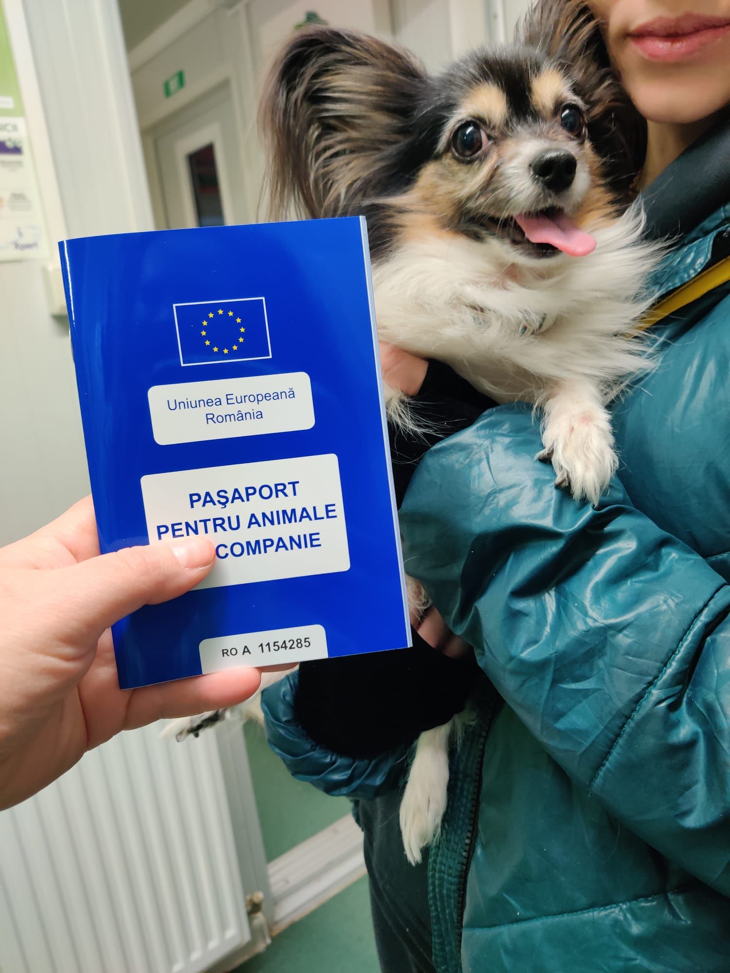 Dog being issued with a pet passport 