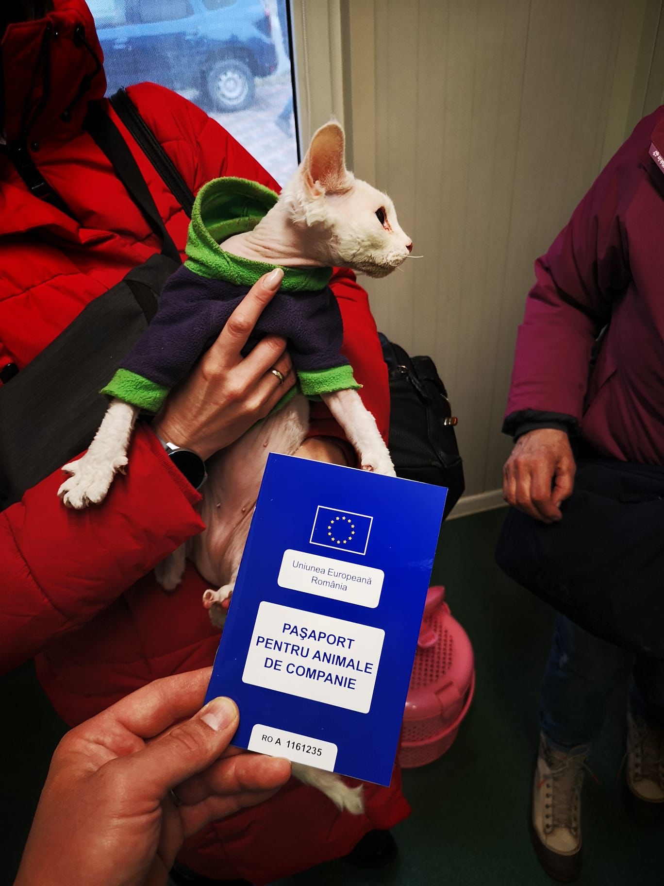 Pet passport being issued for a cat 