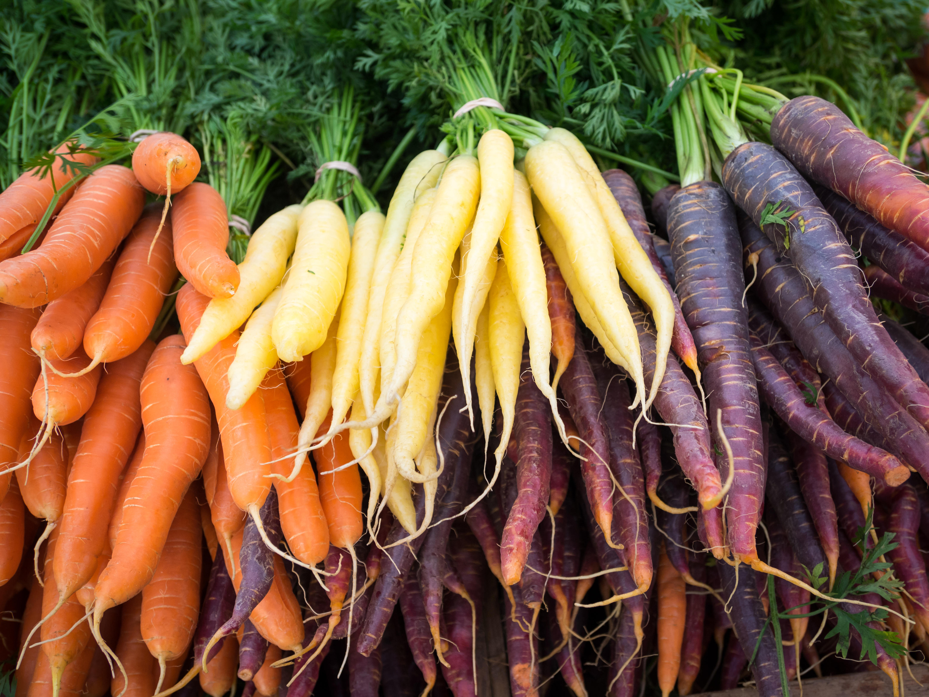 Orange, white and purple heirloom carrots