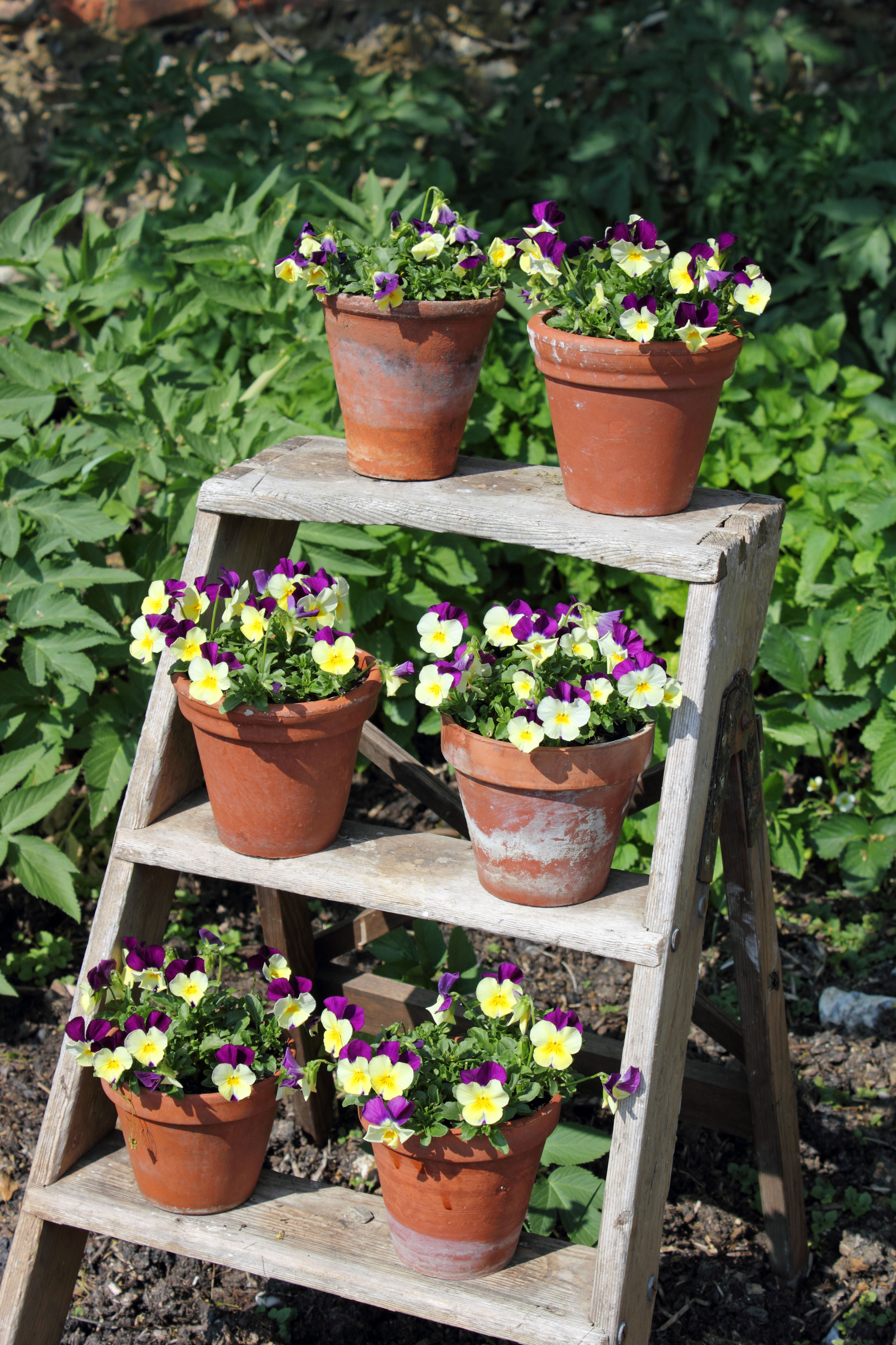 Pots of edible violas displayed on a ladder (Alamy/PA)
