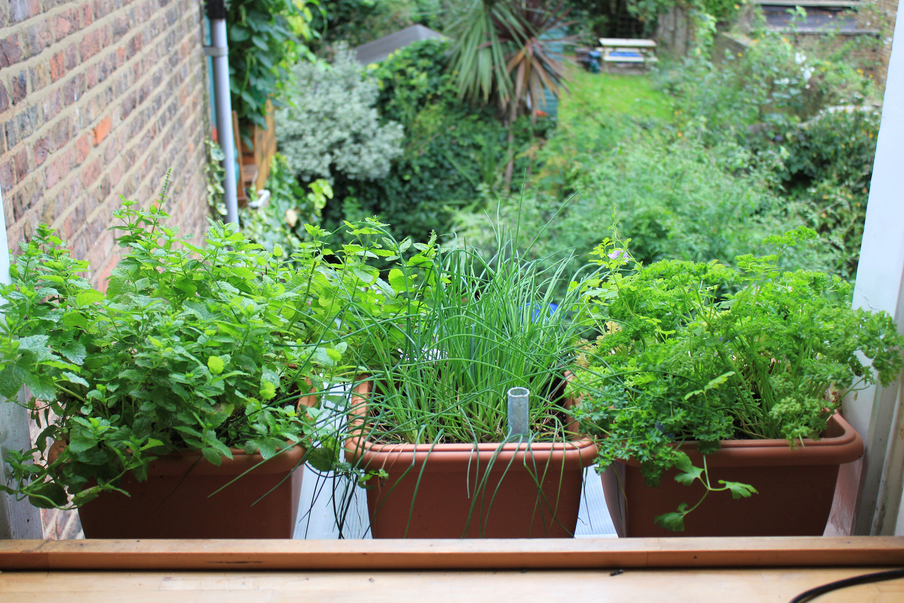 Windowsill herbs (Mark Ridsdill Smith/PA)
