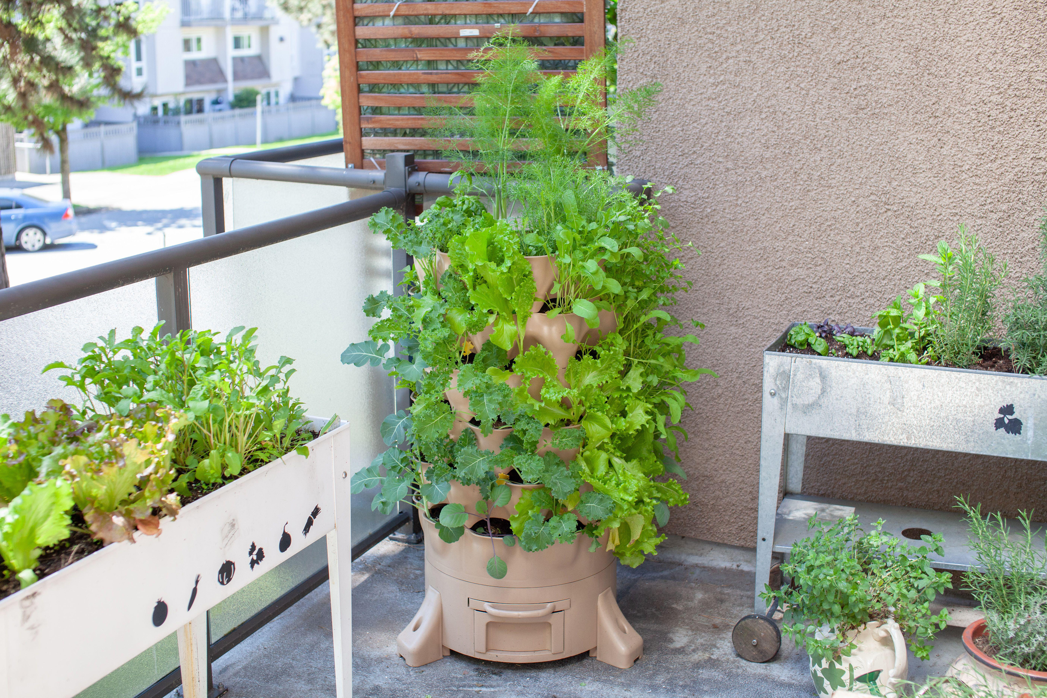 Salad leaves in containers on a balcony (Alamy/PA)