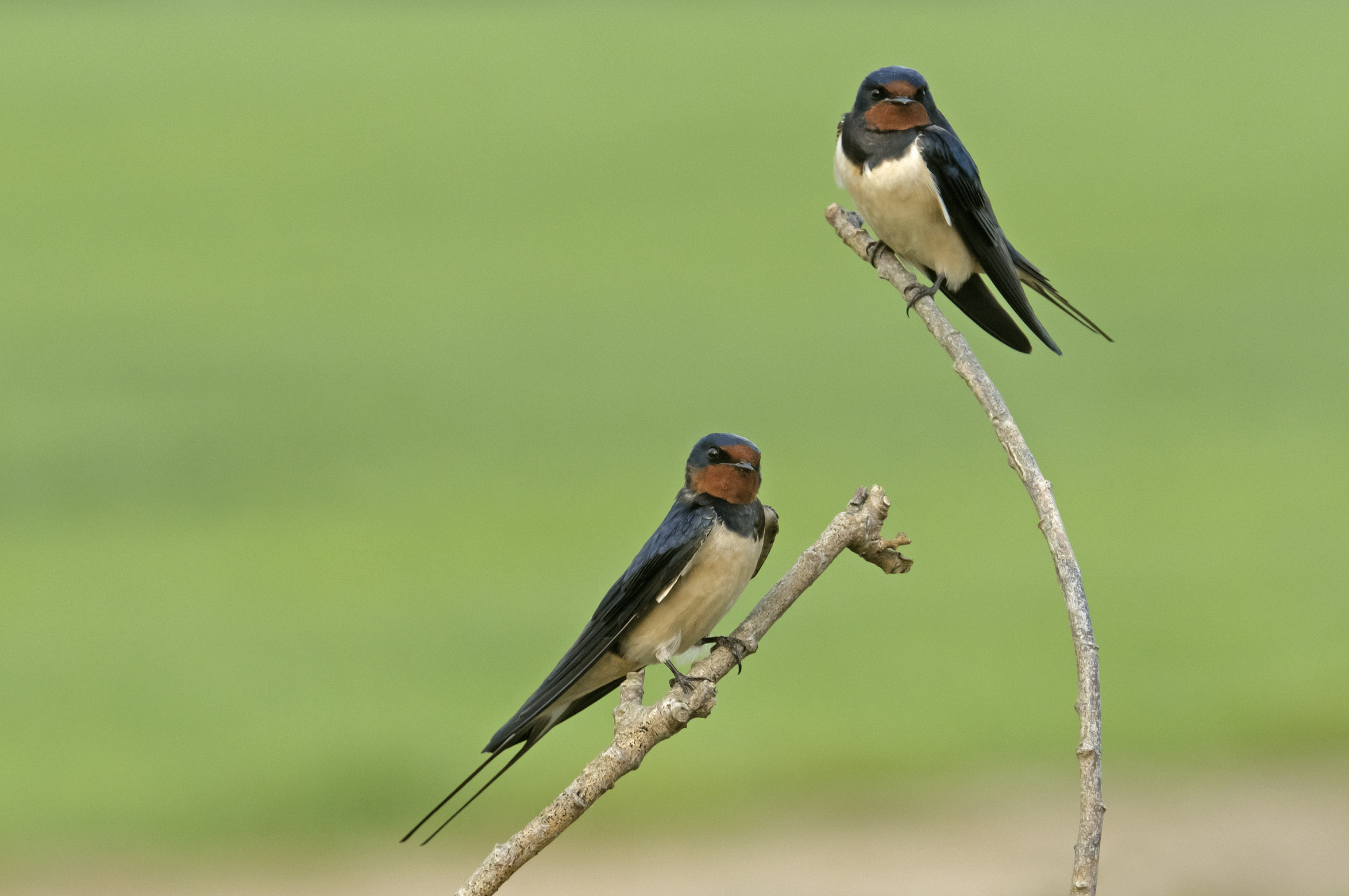 A pair of swallows (Chris Gomersall/PA)