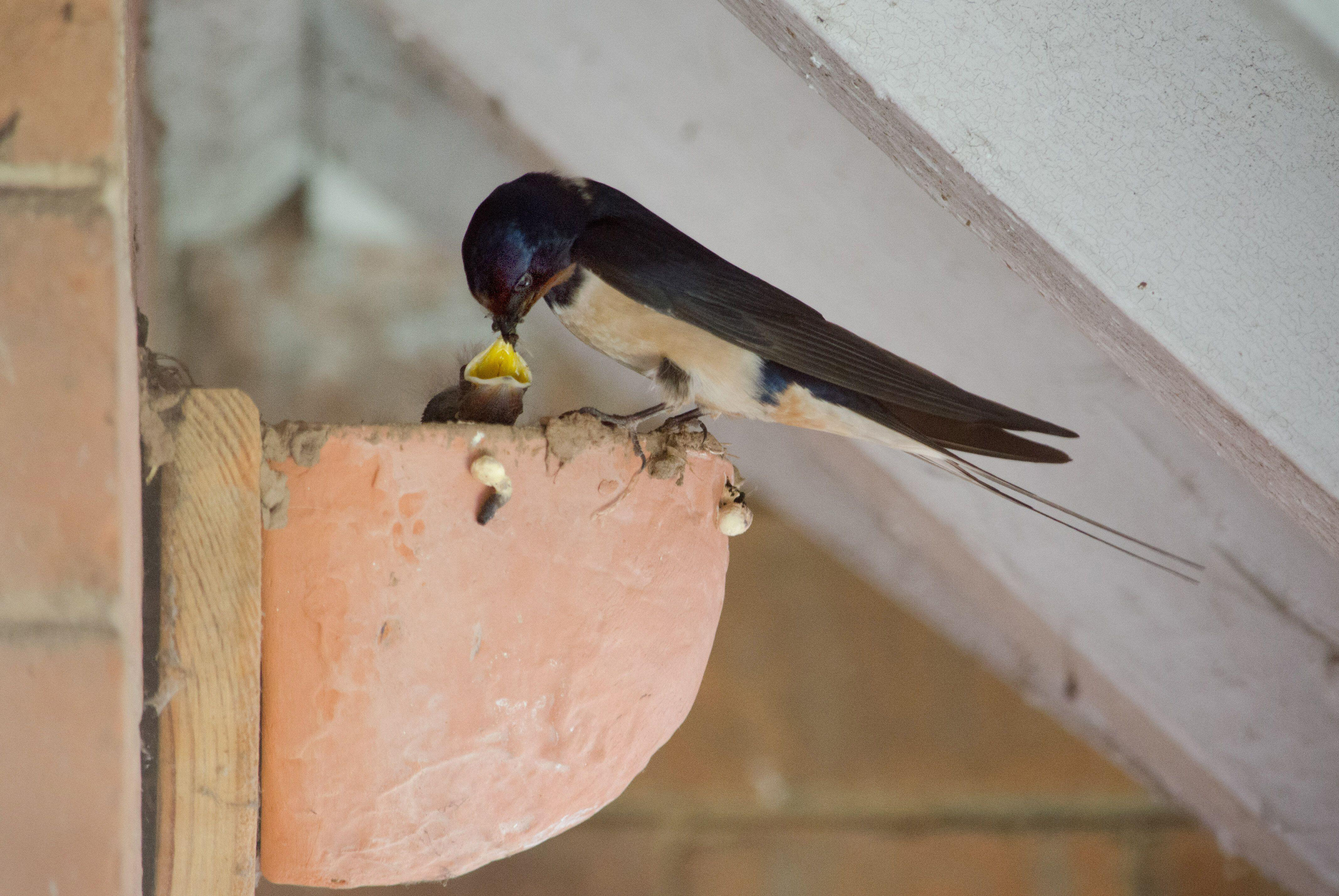 A swallow feeding its chicks at a nest site (Alamy/PA)