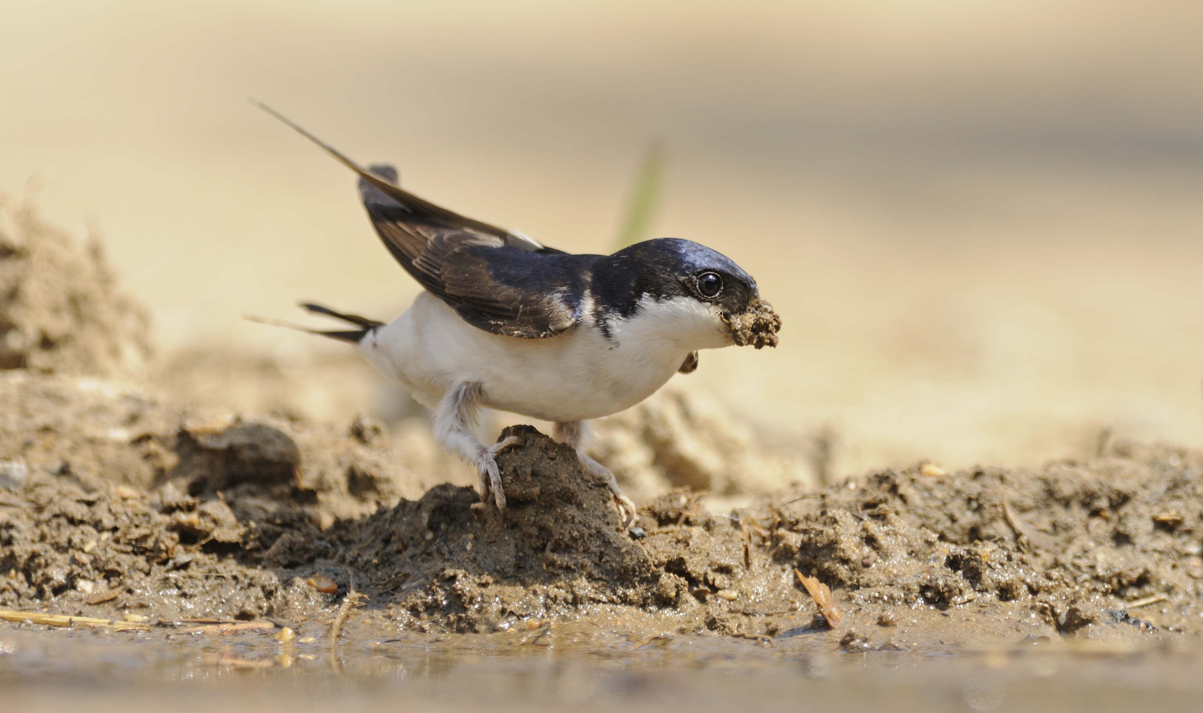 A house martin collects mud for its nest (Dawn Monrose/PA)