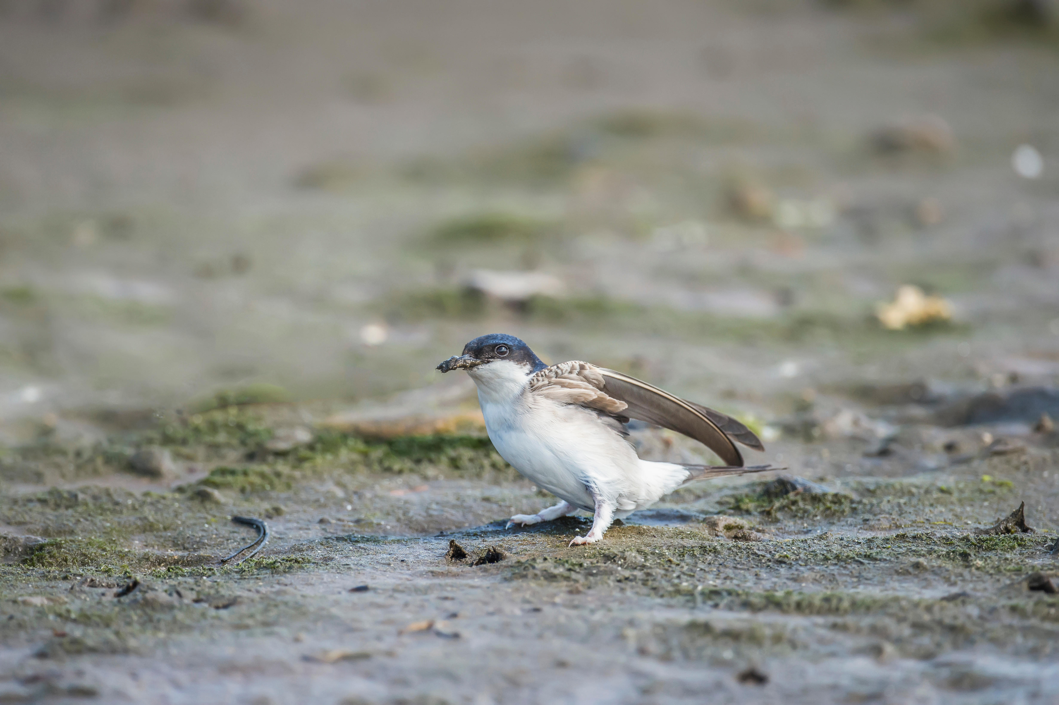 House martin (Alamy/PA)