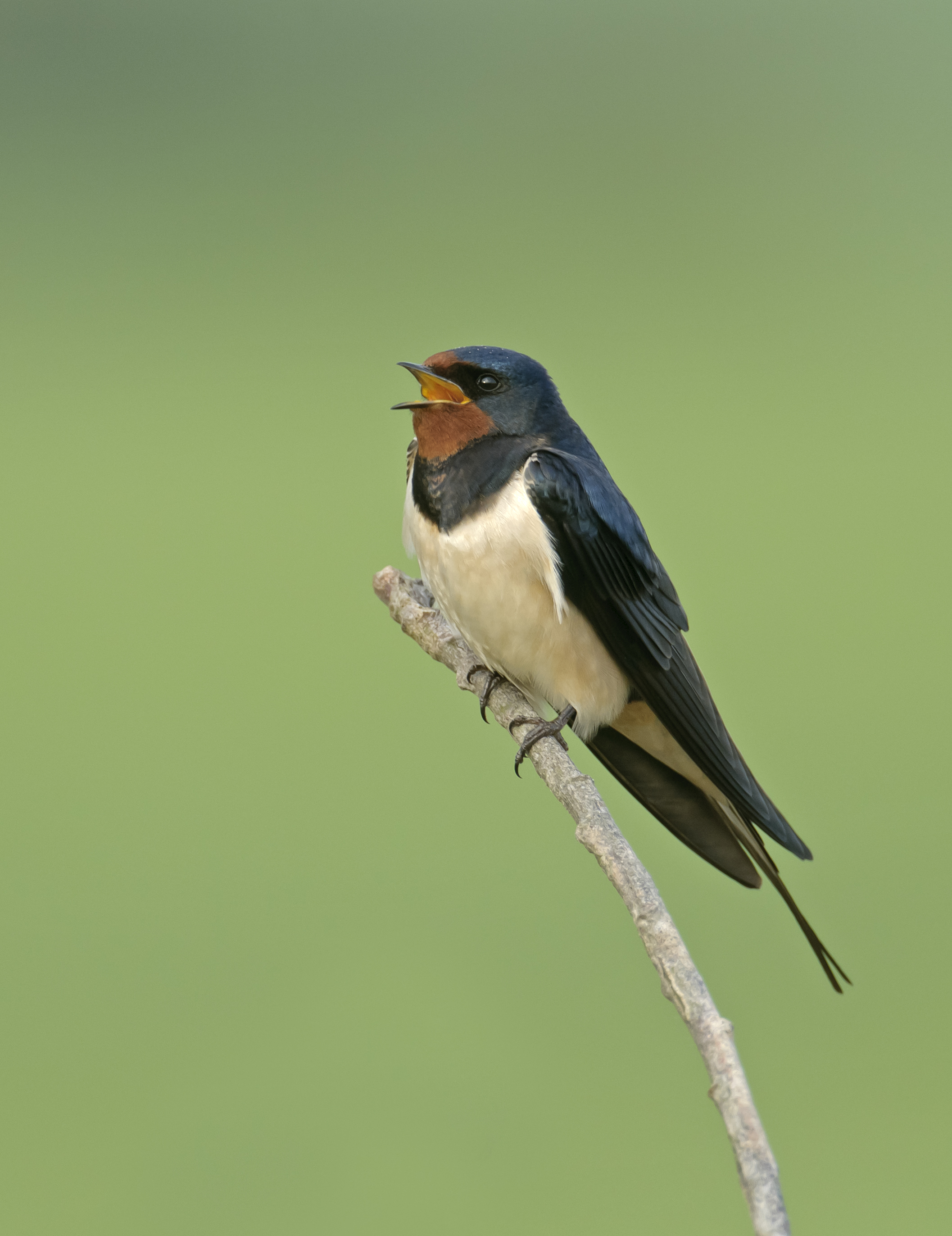 A swallow (Chris Gomersall/PA)