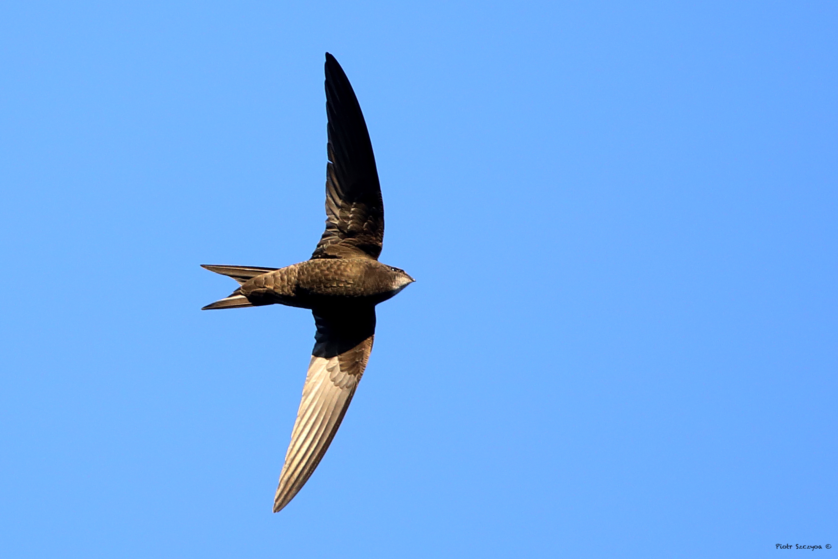 A swift in flight (Piotr Szczypa/PA)