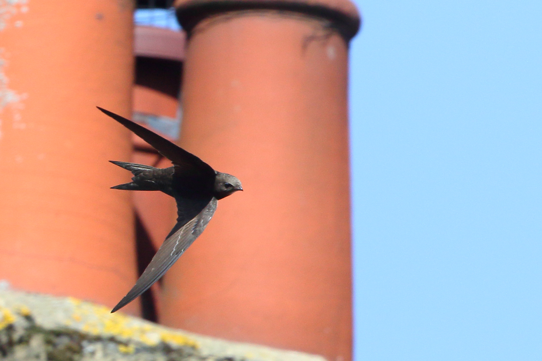 Swift flies past chimney pots (Piotr Szczypa/PA)
