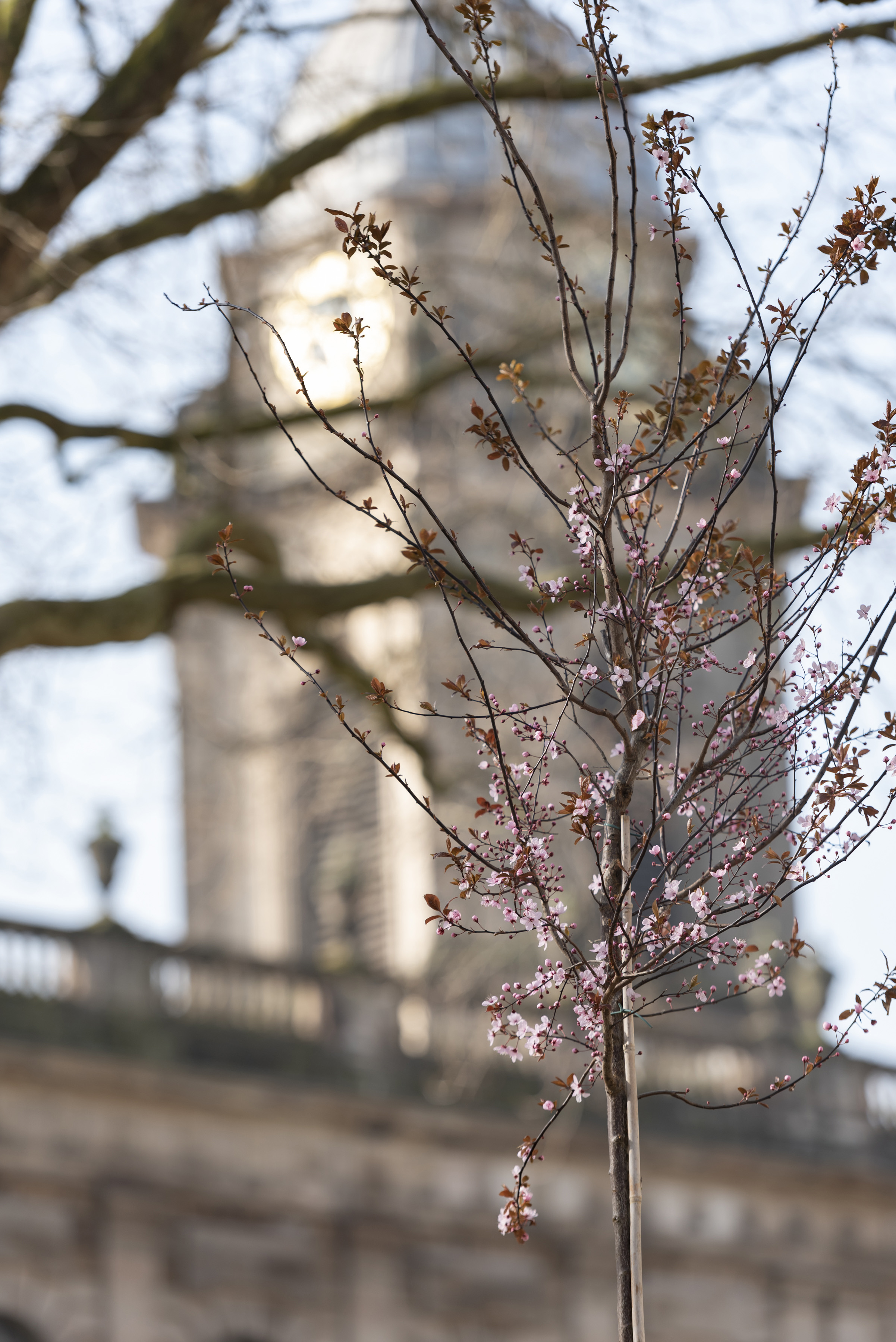 Pop up blossom garden in Birmingham (Paul Harris/National Trust/PA)