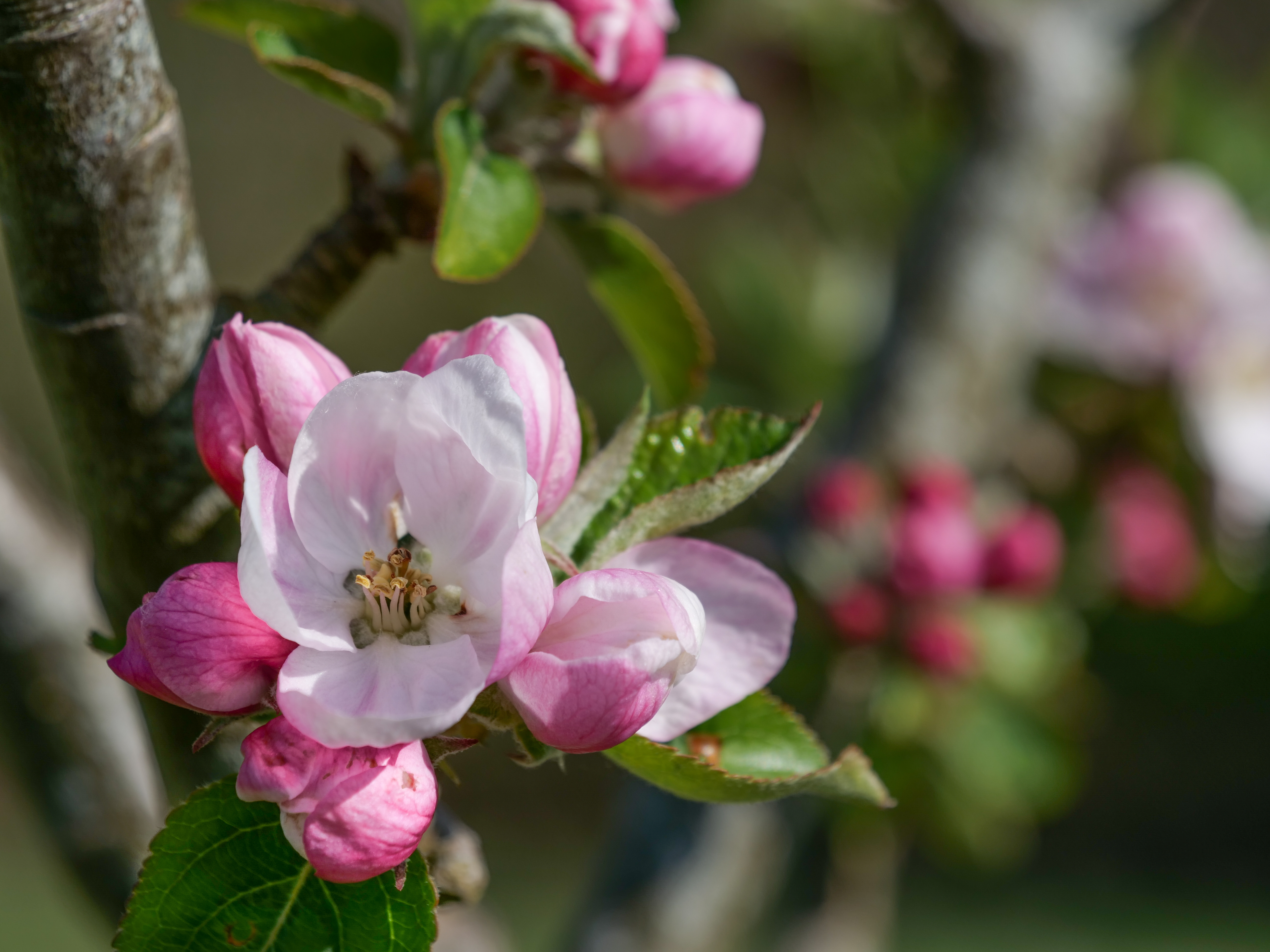 Apple Blossom in Tregew Orchard at Trelissick, Cornwall
