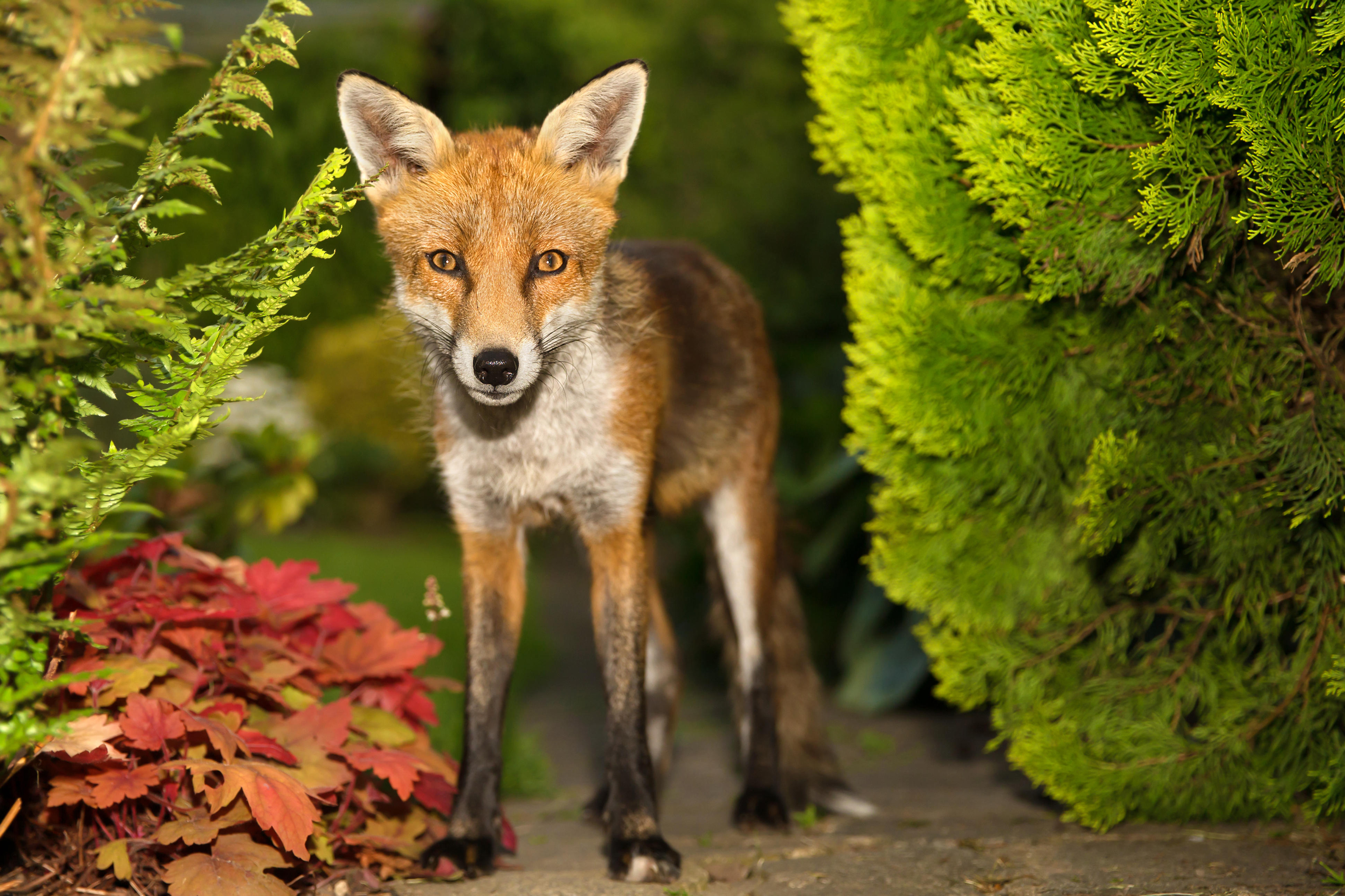 A fox in a garden (Alamy/PA)