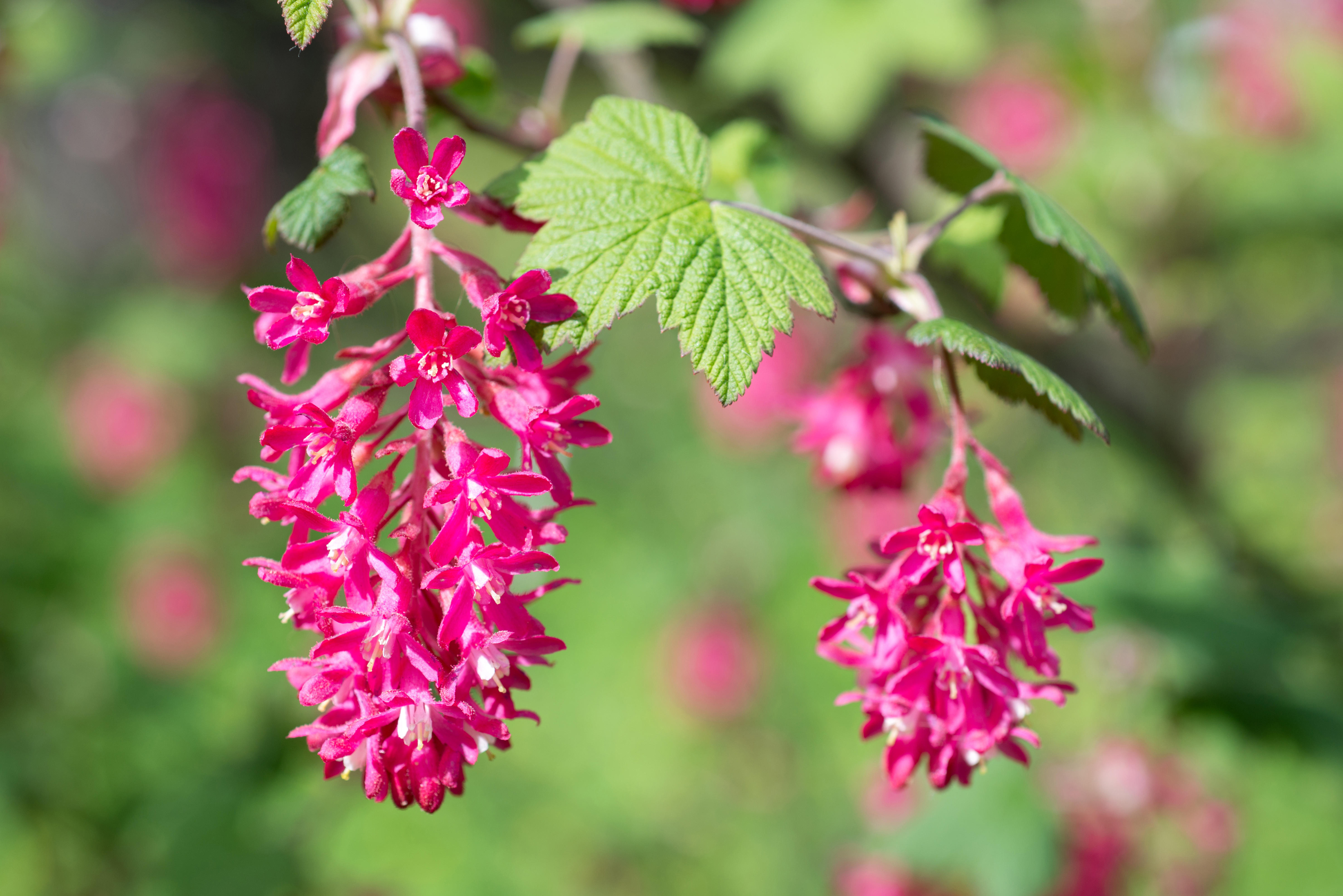 Ribes sanguineum (Alamy/PA)