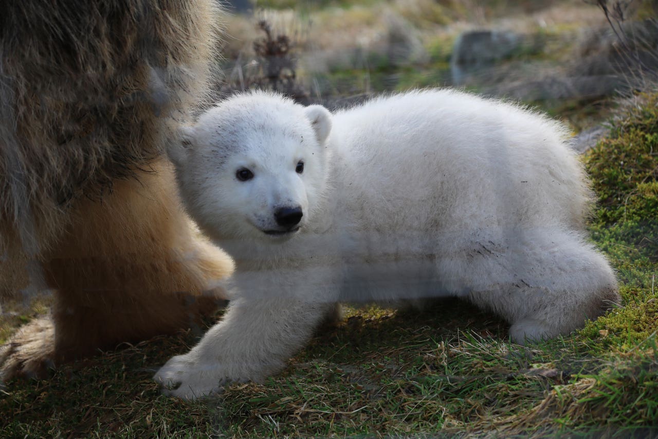 Meet Brodie: Name of polar bear cub born at Highlands wildlife park is ...