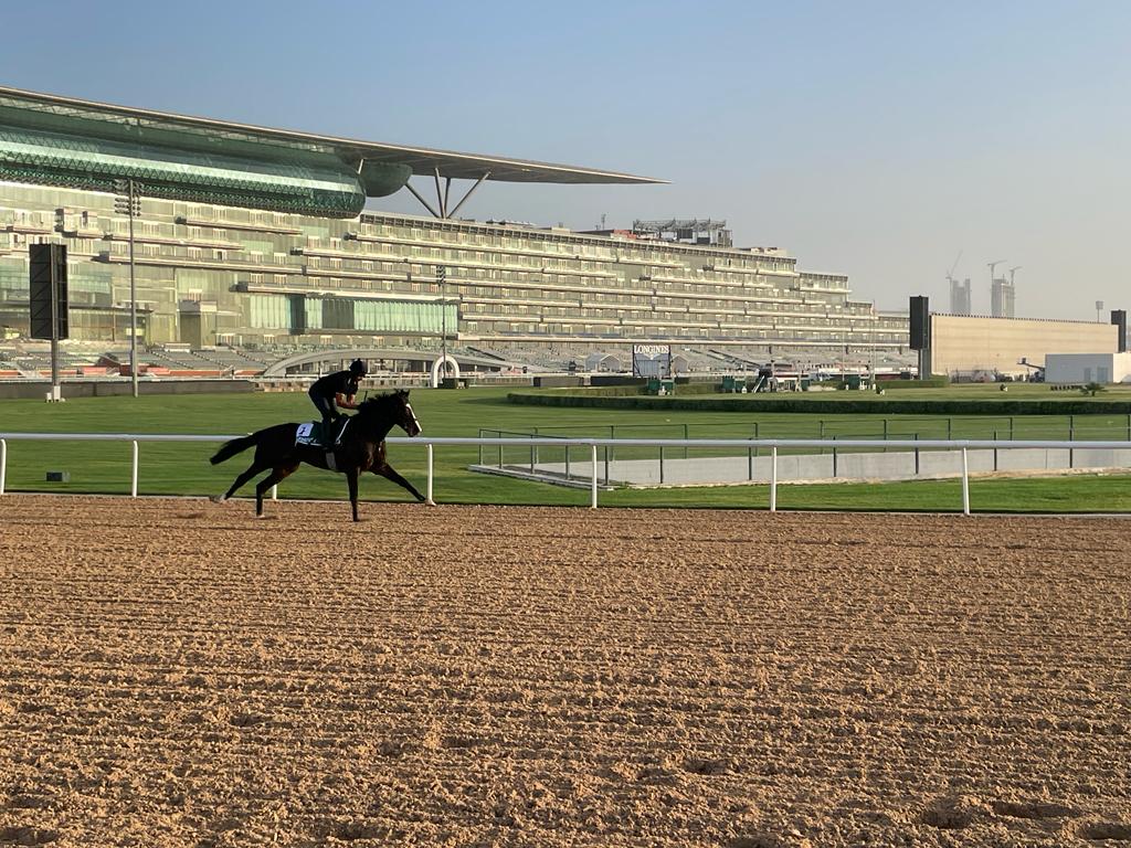 Pyledriver having a canter in front of the huge Meydan grandstand