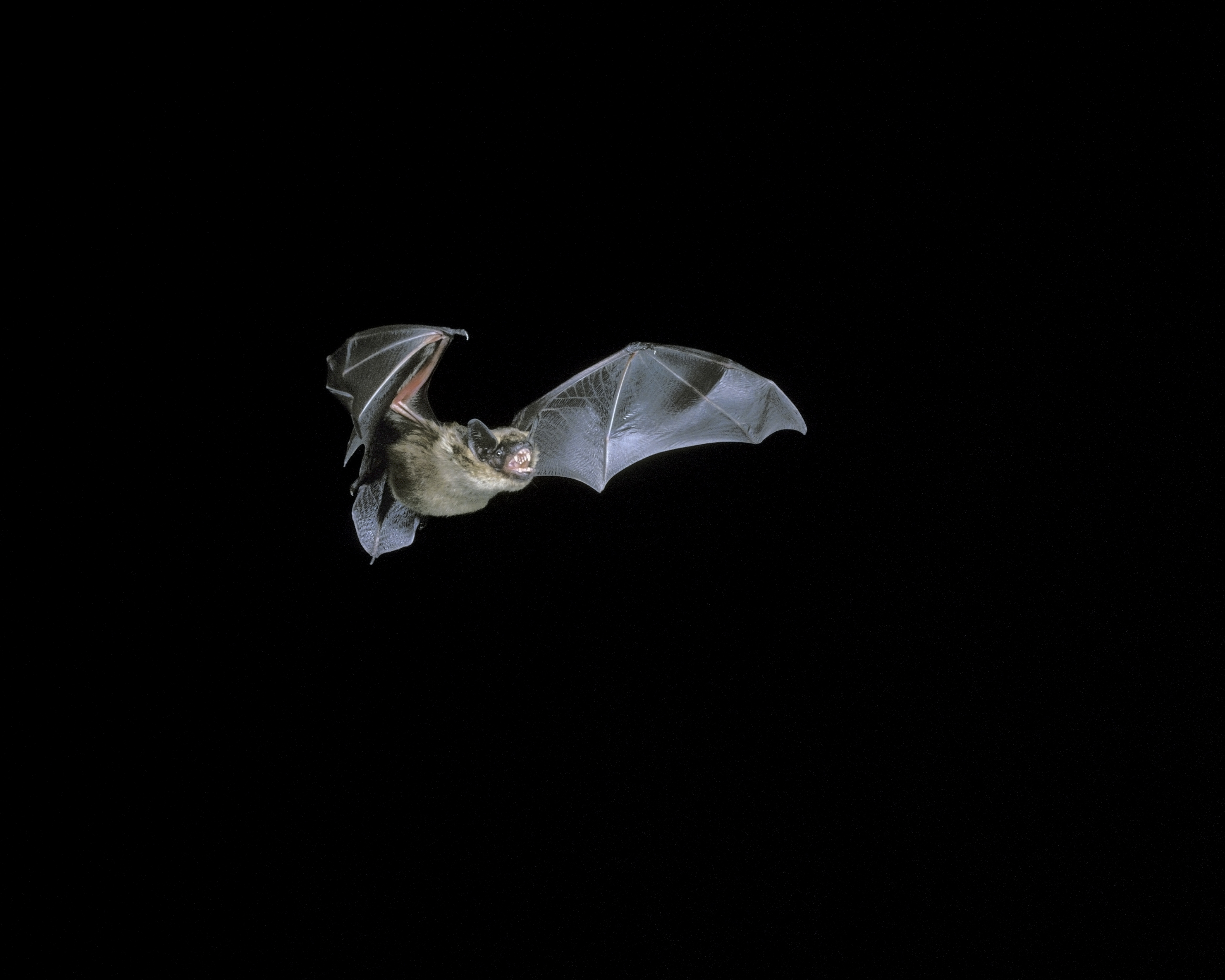 Serotine bat 