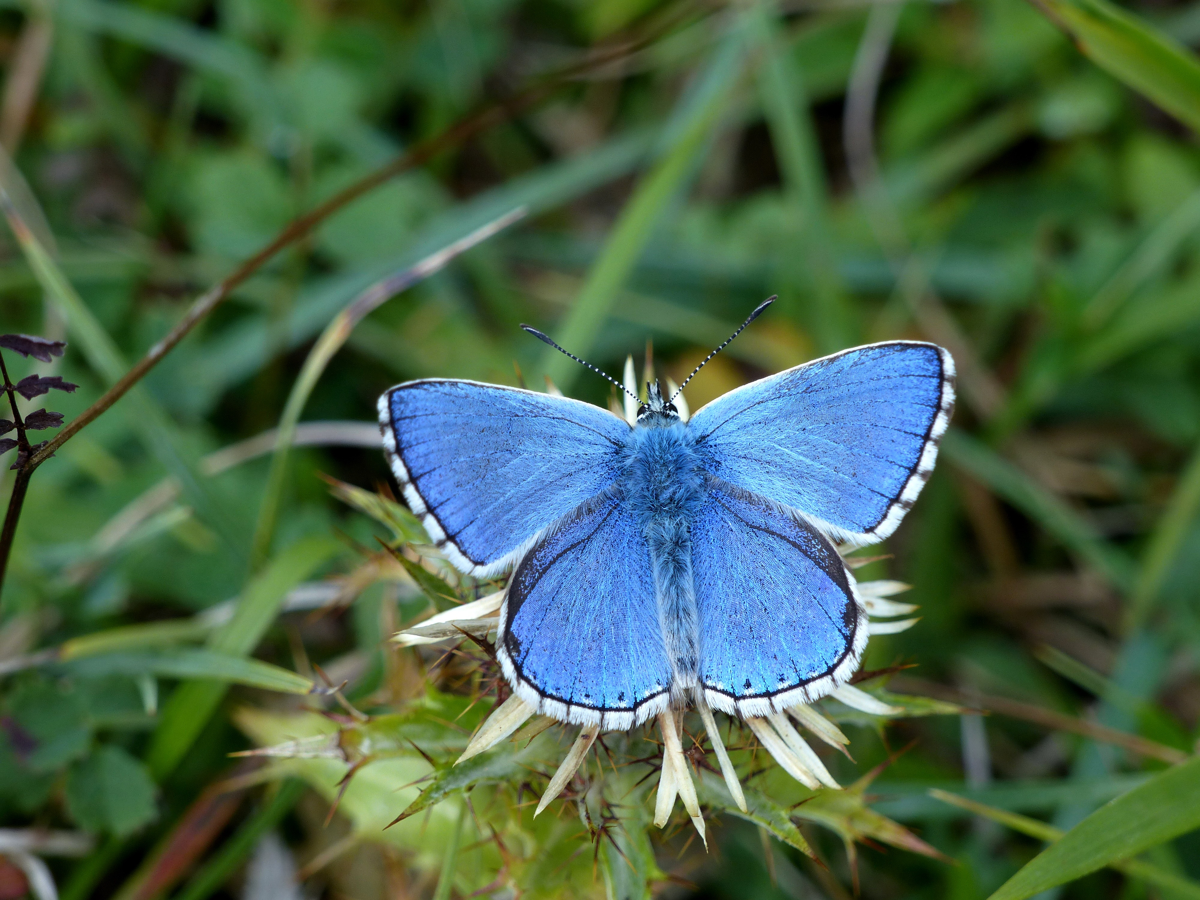 Adonis blue male