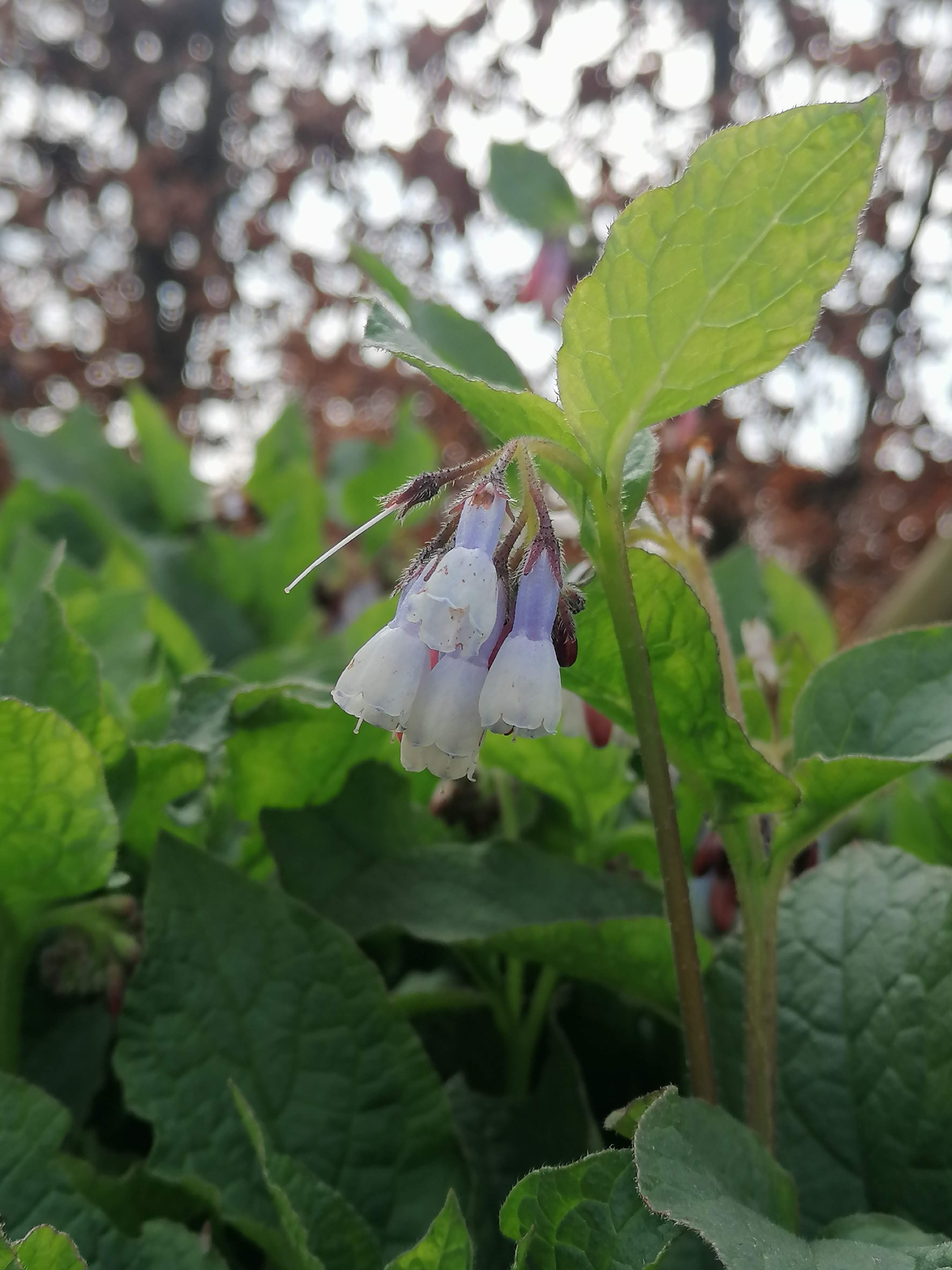 Symphytum ibericum in flower