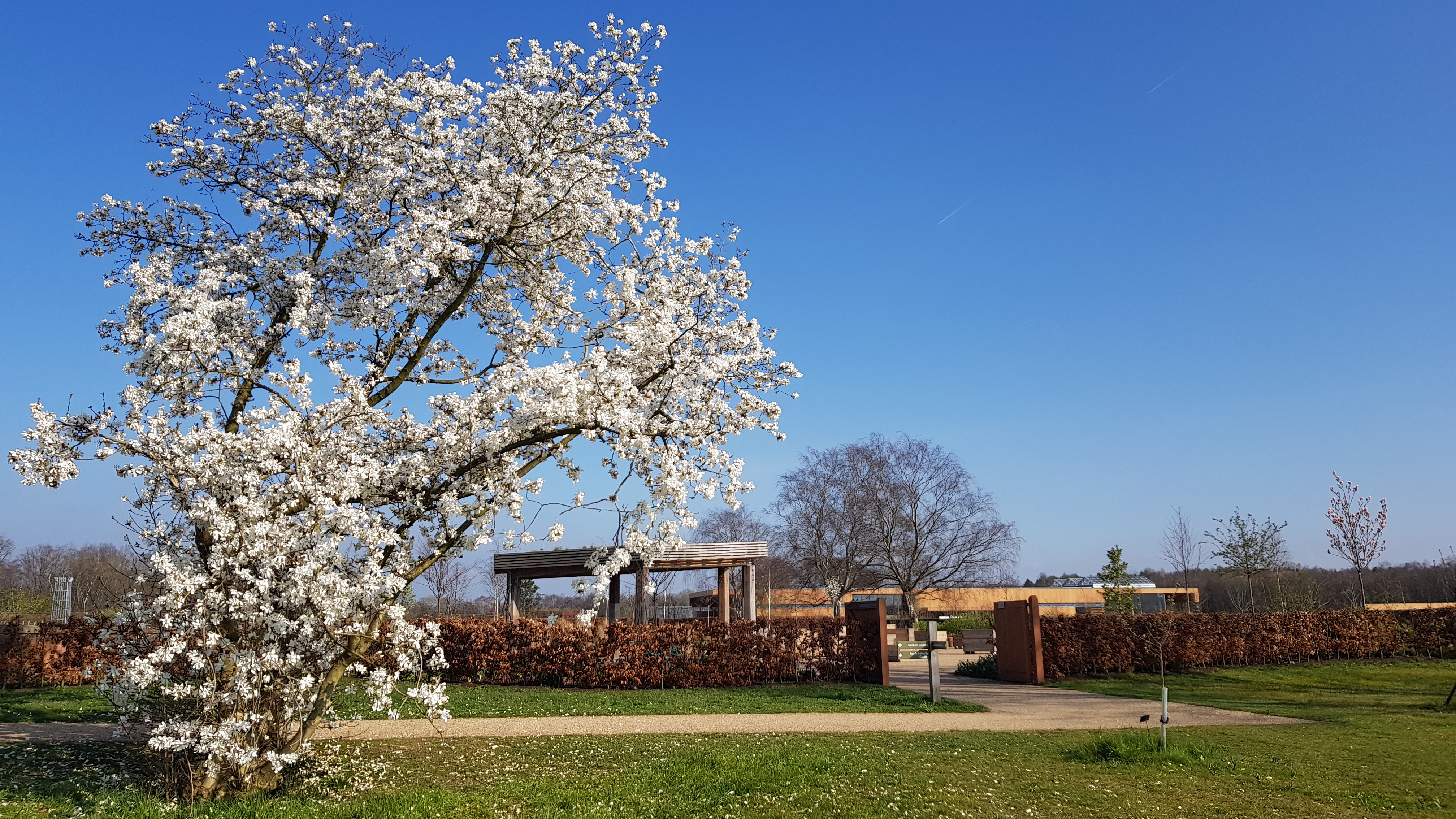 Magnolia blooming in the orchard garden at Bridgewater (Carolyne Jones/RHS/PA)