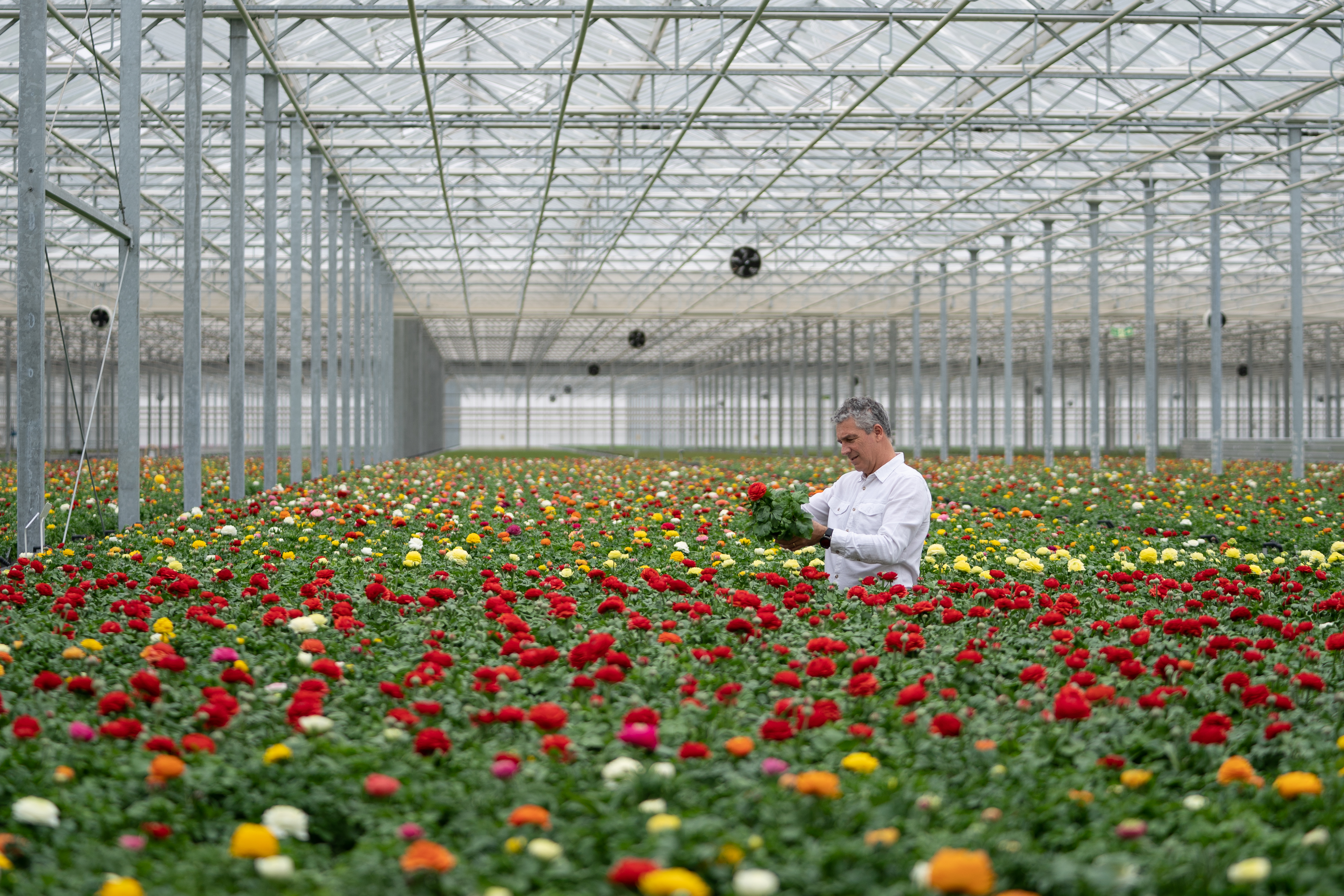 Instead of peat, all Tesco’s British bedding plants, which are grown by the Bridge Farm Group, based in Spalding, Lincolnshire, will use alternatives such as wood fibre and organic by-products. (Joe Giddens/ PA)