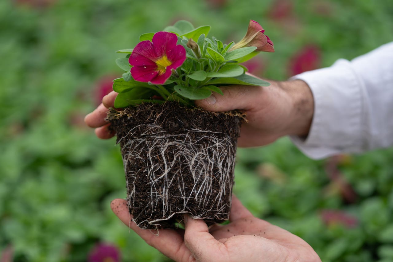 tesco-pledges-to-remove-all-peat-from-bedding-plants-by-2023-express