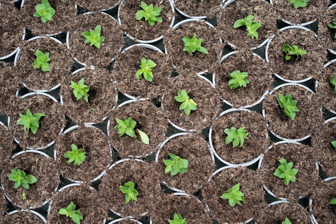 Tesco pledges to remove all peat from bedding plants by 2023 Express