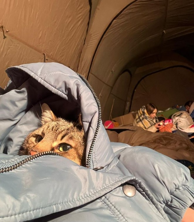 Stepan the cat hiding in a bunker from bombs in Ukraine