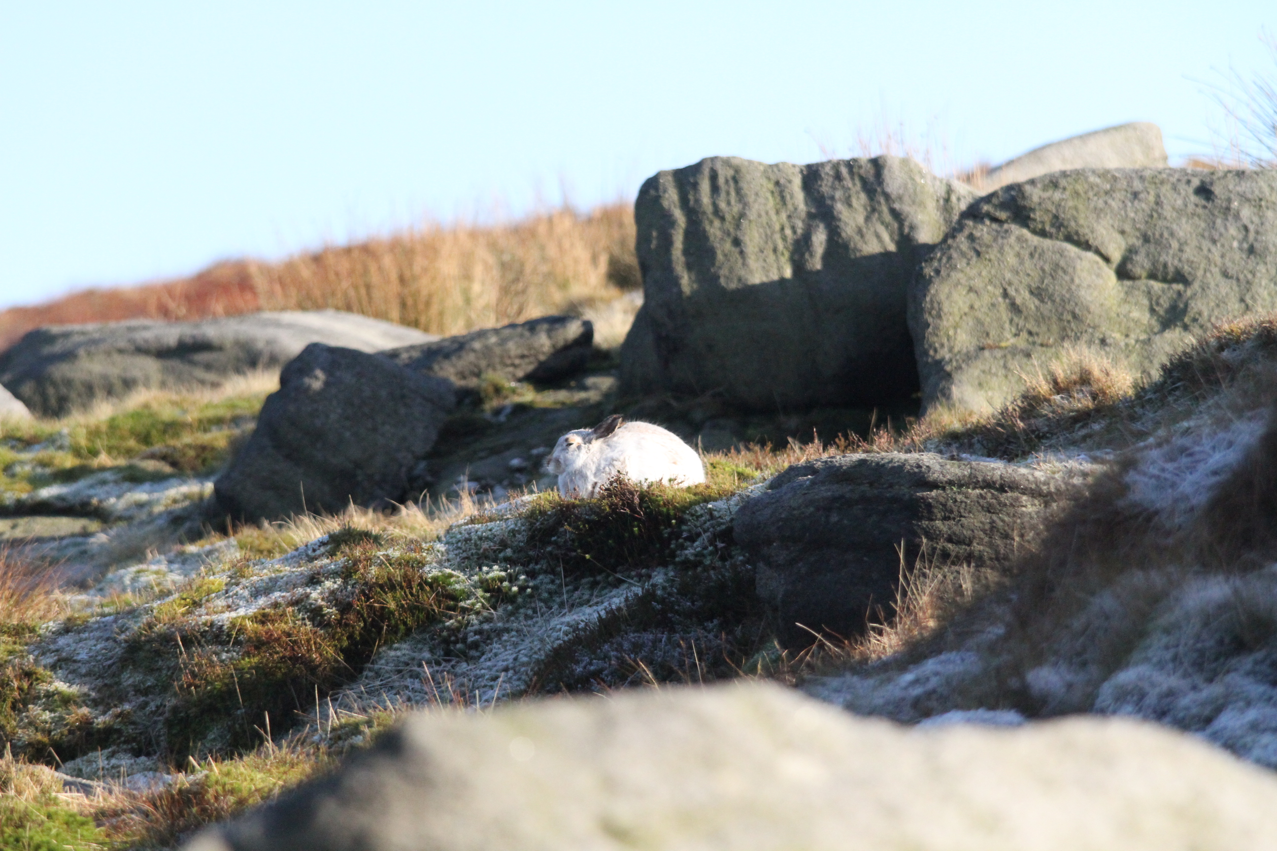White mountain hare seen against the landscape 