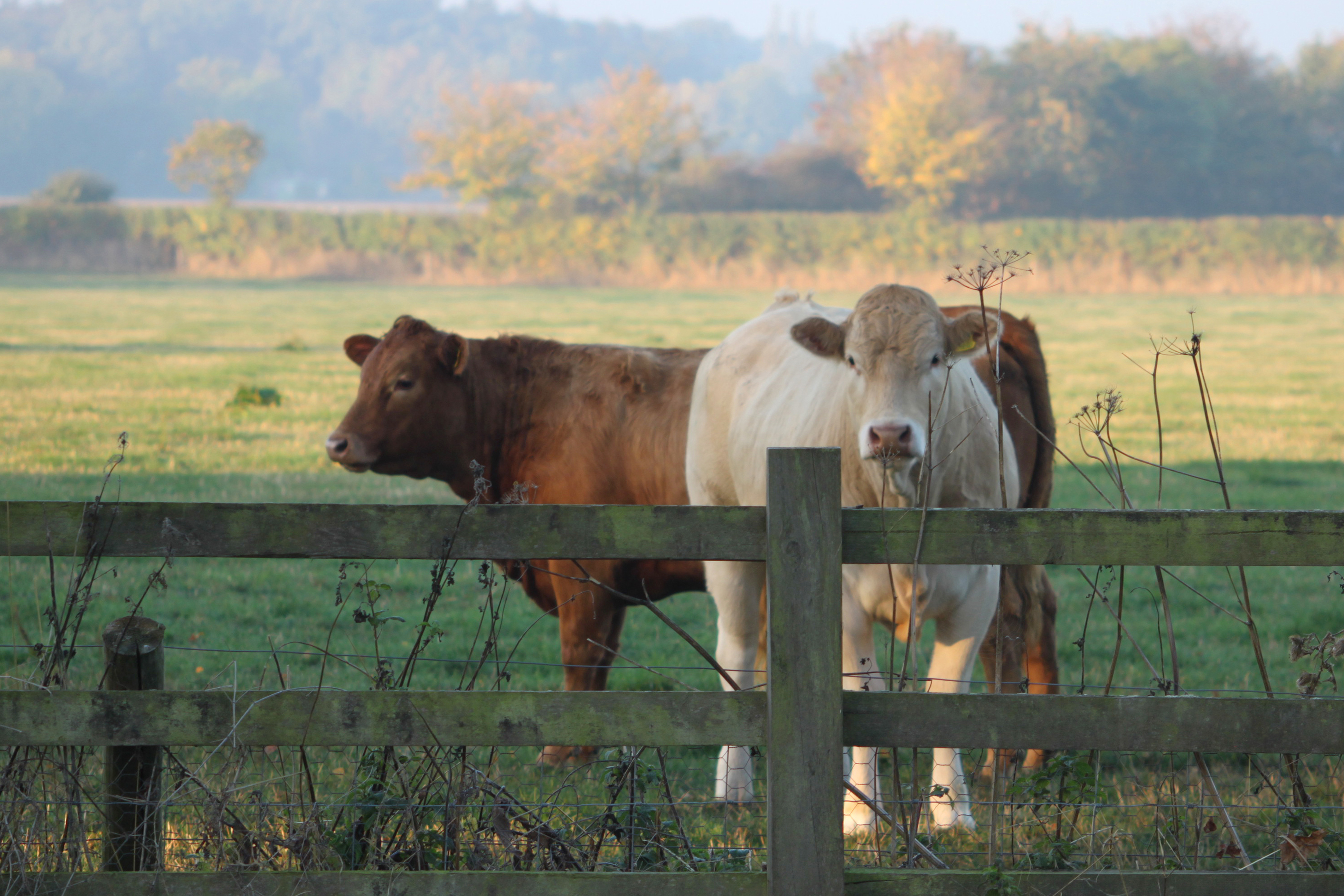 cows in a field