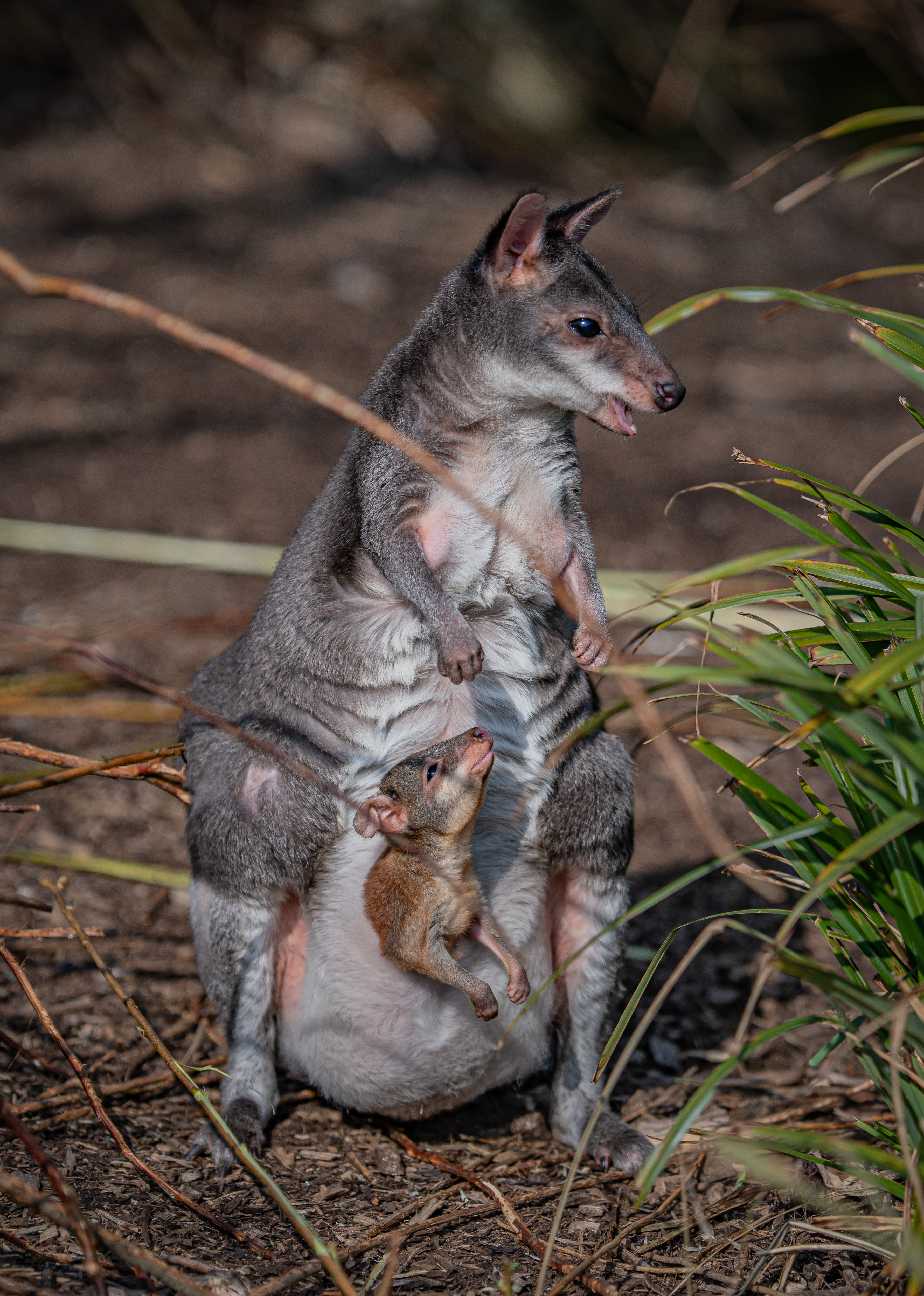 A newborn dusky pademelon joey peeks out of mum's pouch for the first time at Chester Zoo (16)