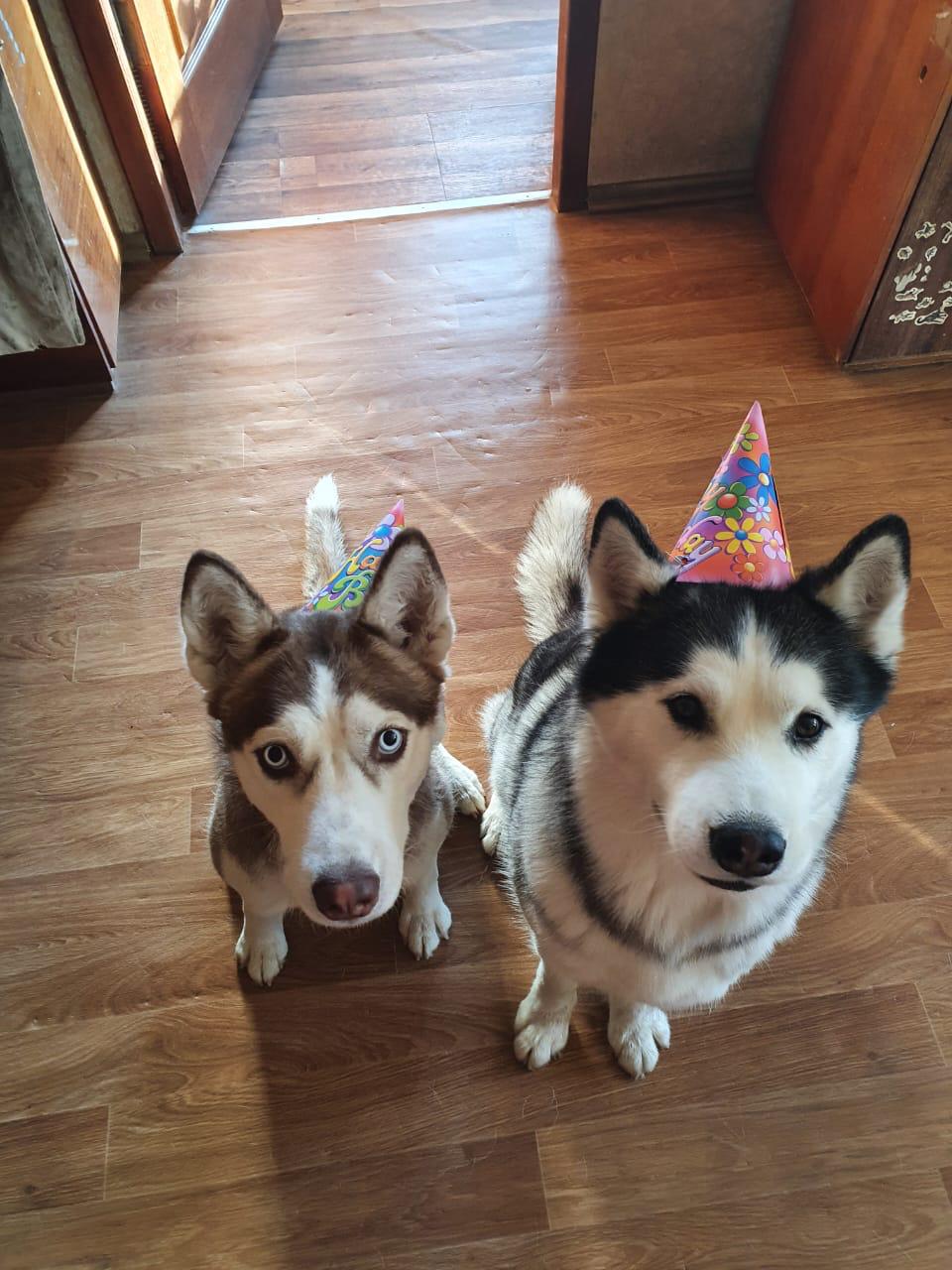 Husky dogs wearing party hats