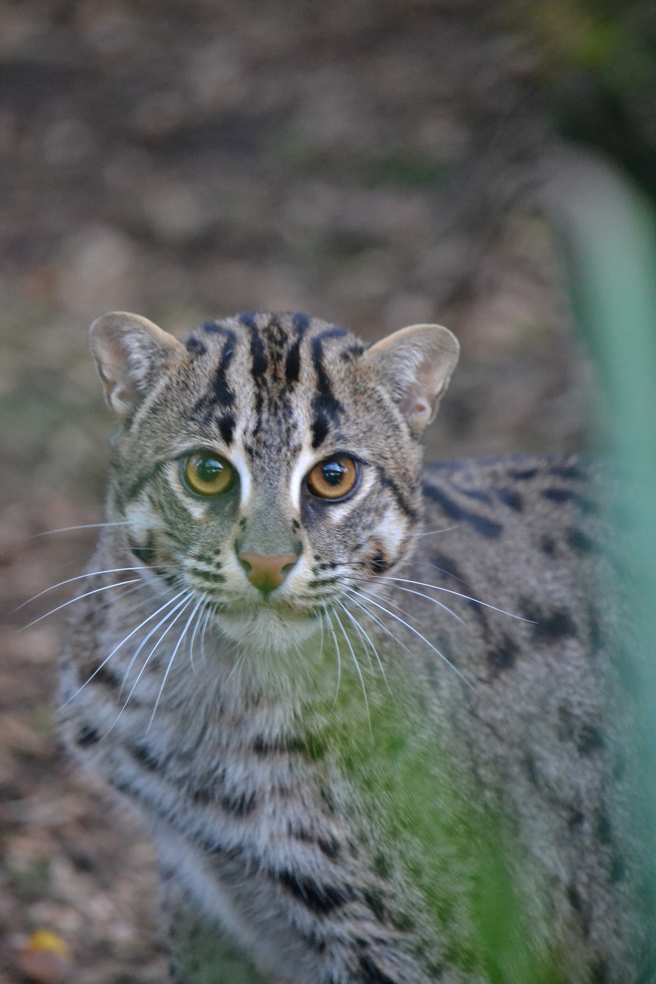 Zoo welcomes rare male fishing cat with hope there could be future