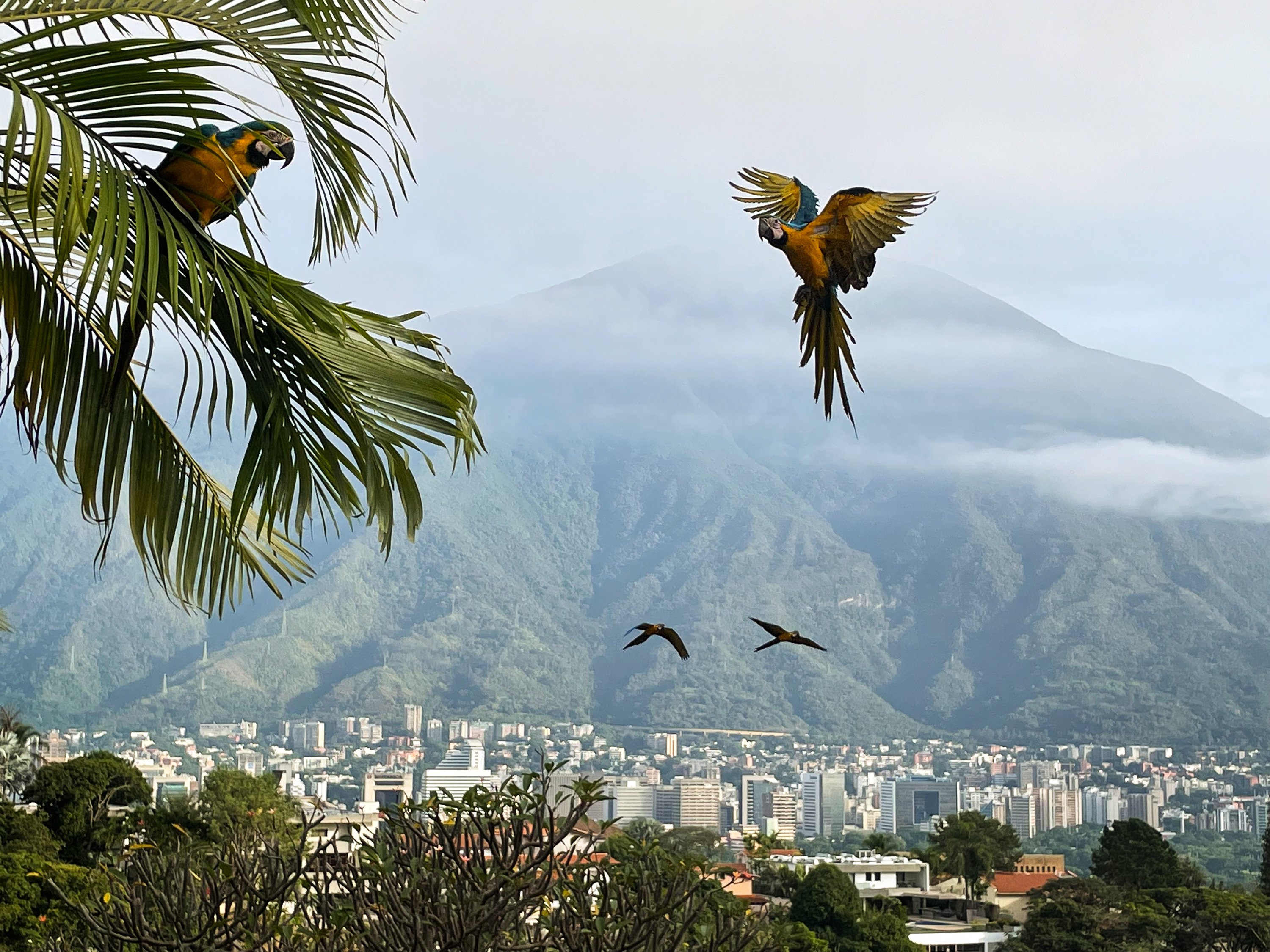 Macaws in flight in Caracas
