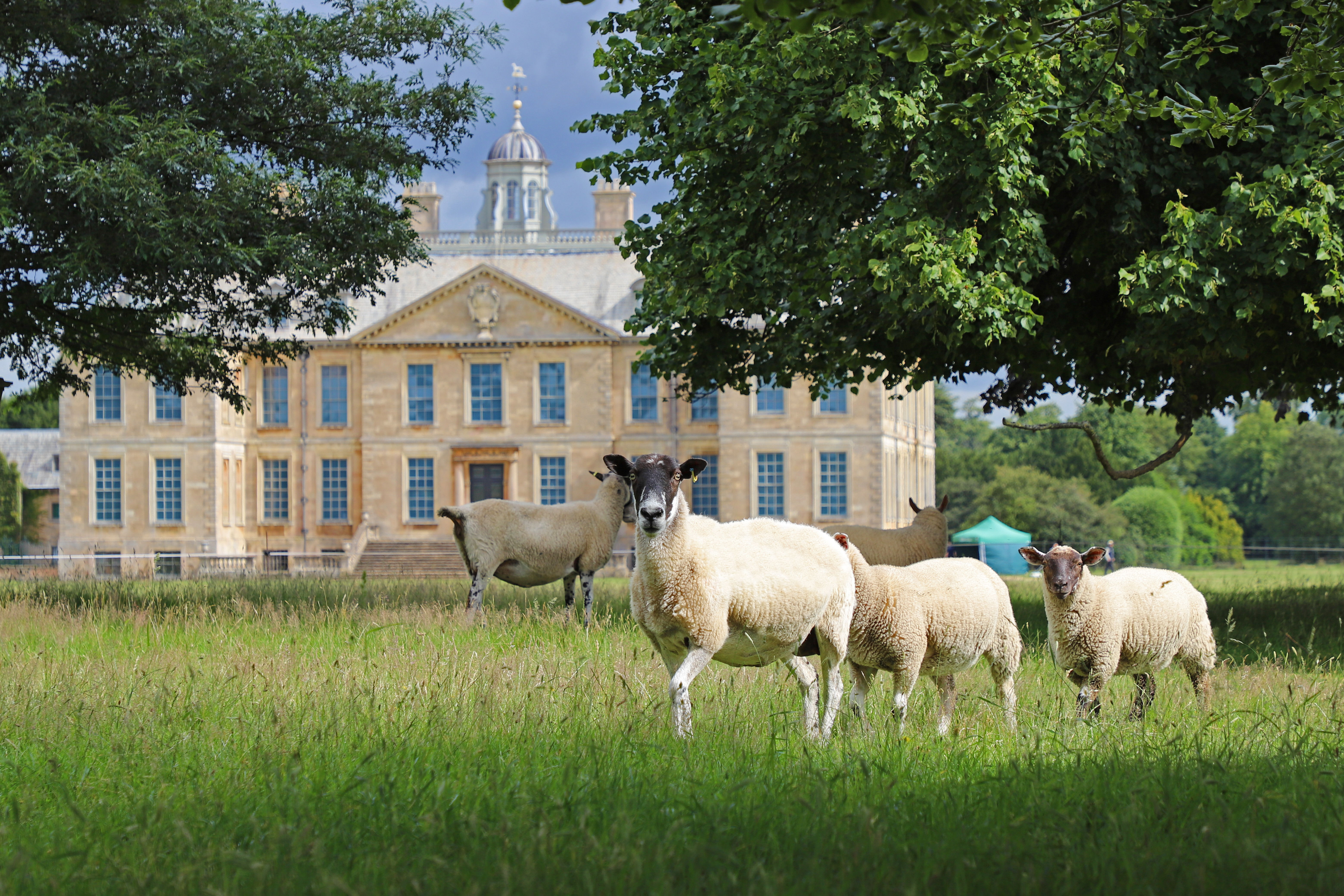 Sheep grazing in the parkland at Belton House, Lincolnshire (Mike Selby/National Trust/PA)