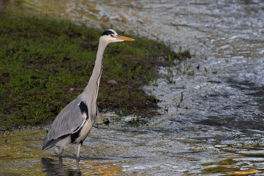 Heron watching patiently for its prey at Belton House in Lincolnshire, cared for by the National Trust (Steve Nesbitt/PA)