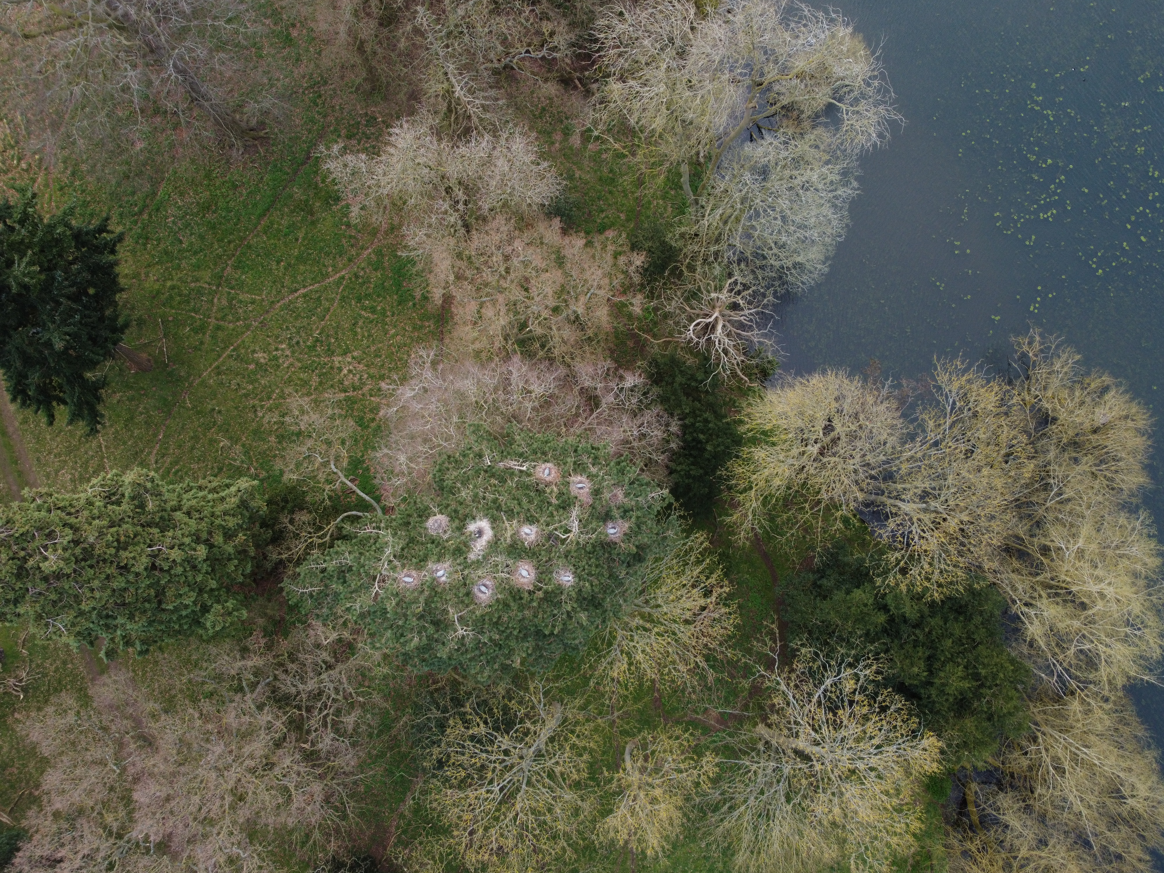 Birds-eye view of the heronry at Belton, Lincolnshire (Andy Chick/National Trust/PA)