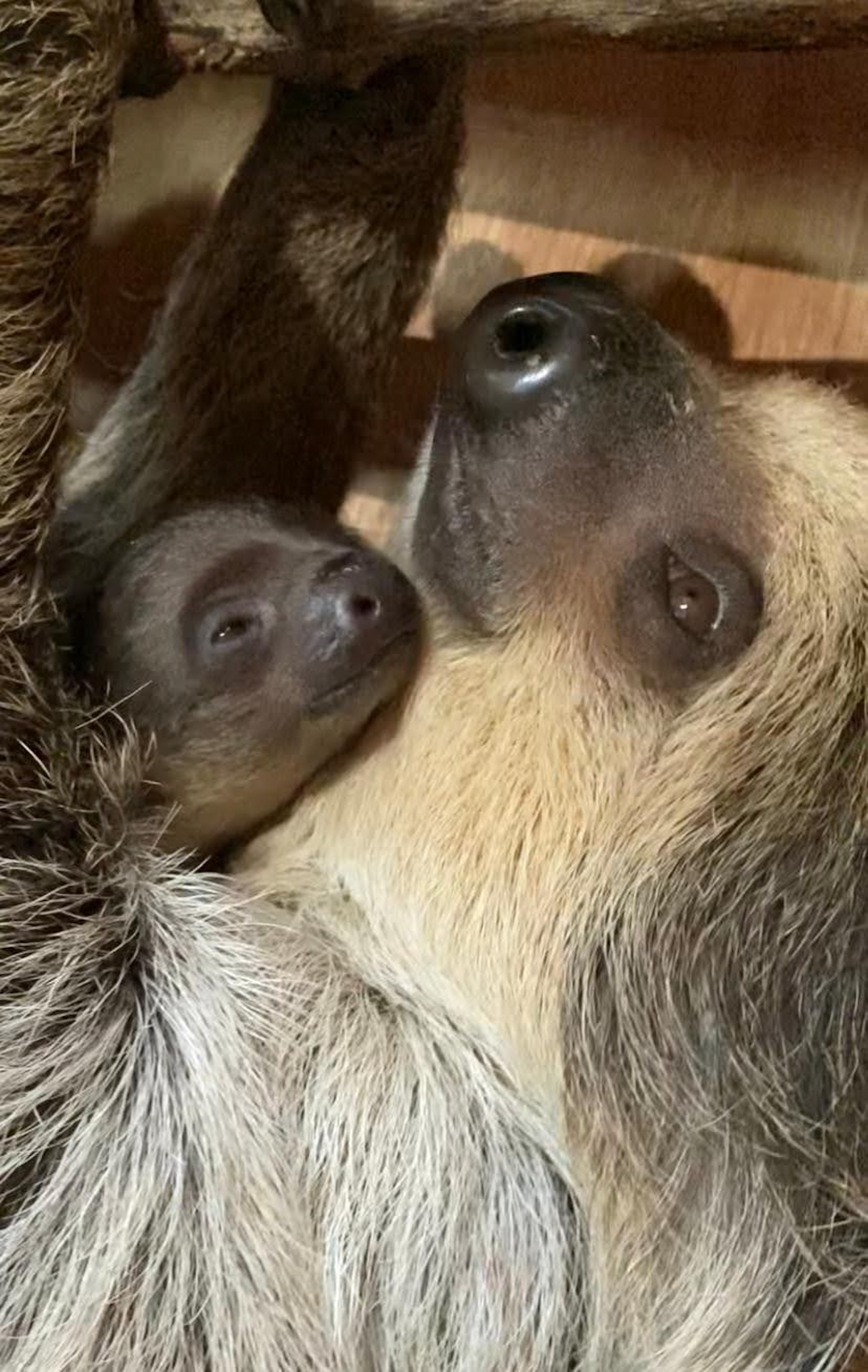 Dudley Zoo's new sloth with mum Flo