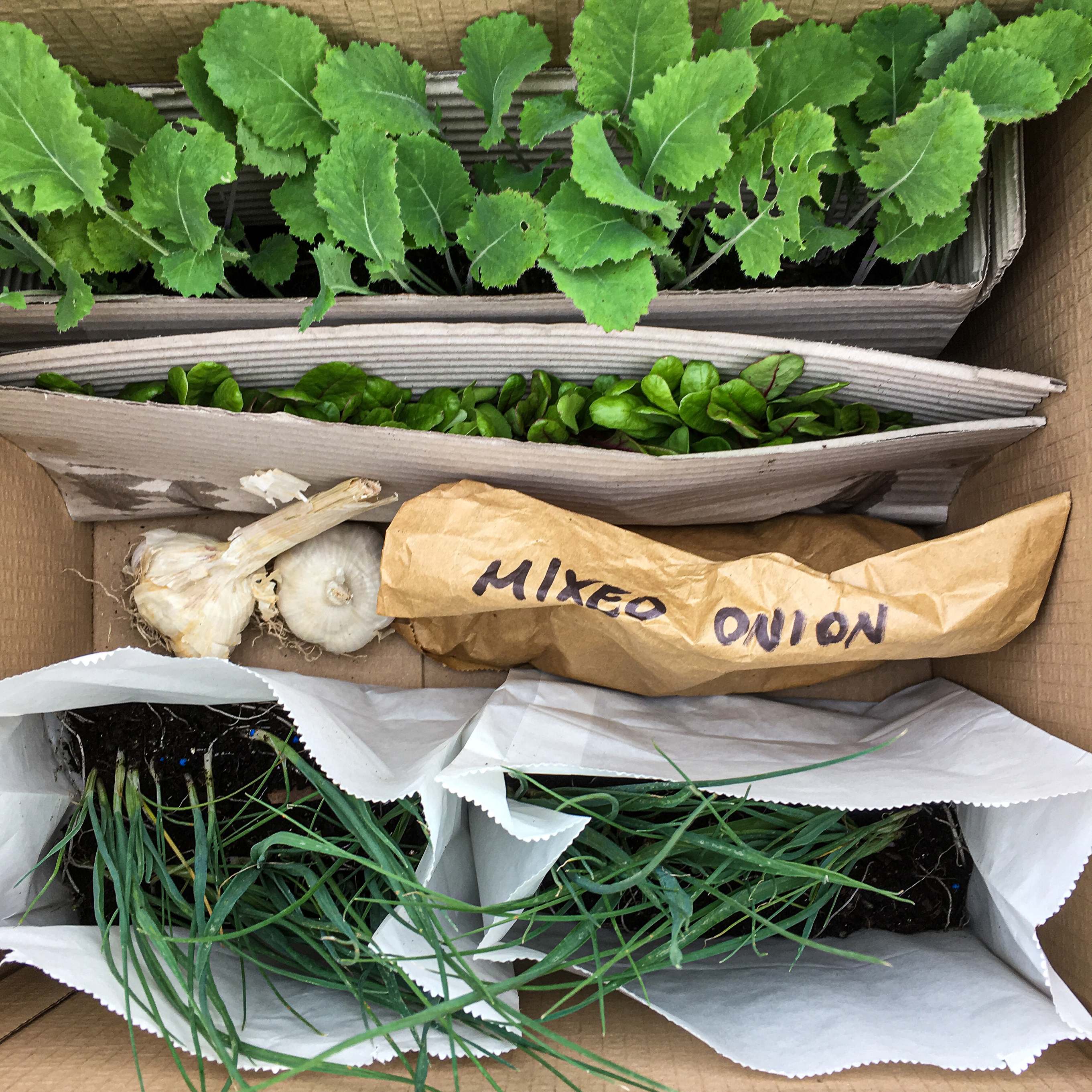 Use plug plants if you only have space for a few veg (Cinead McTernan/PA)