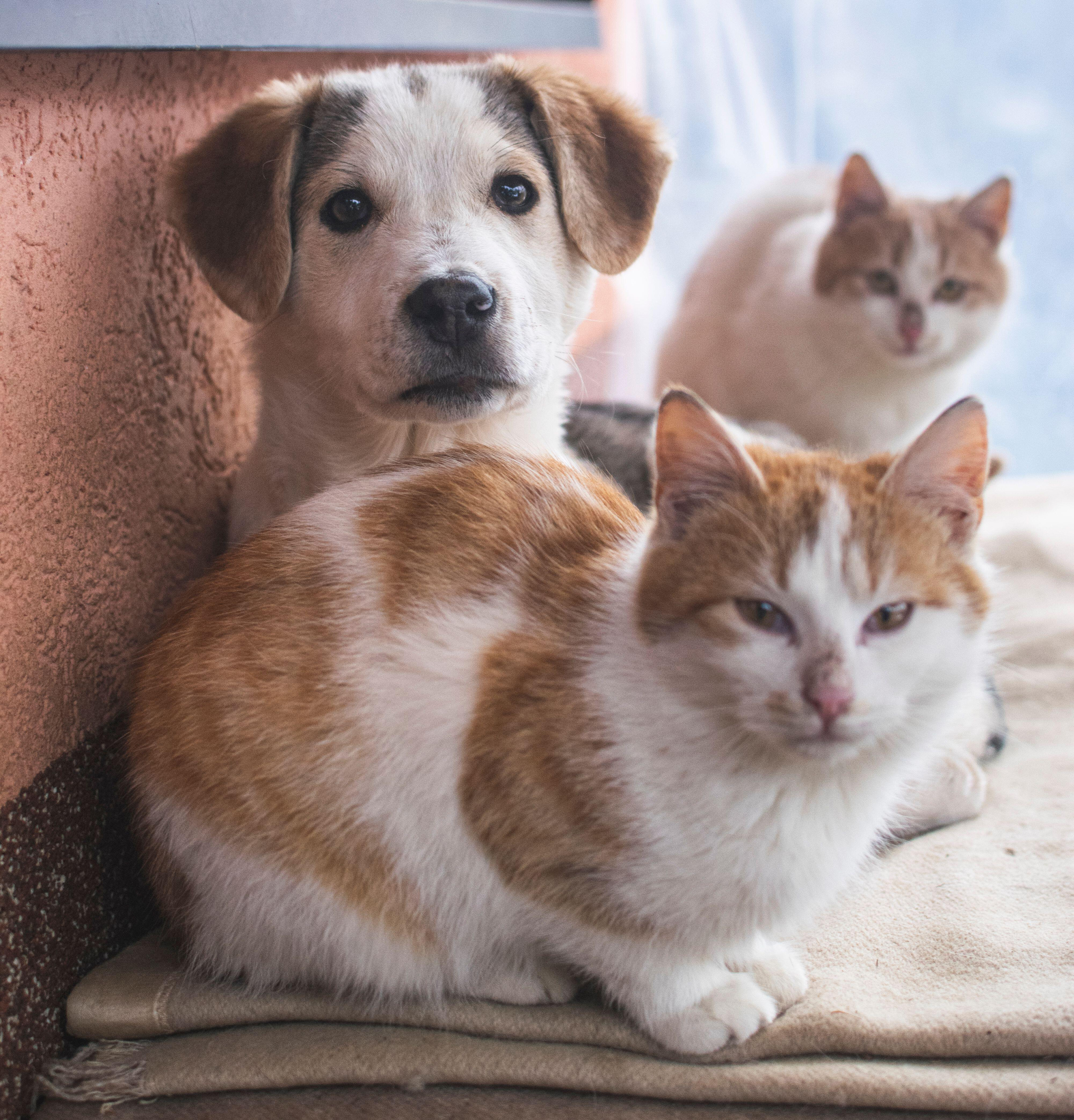 Cats sitting next to a dog (Alamy/PA)