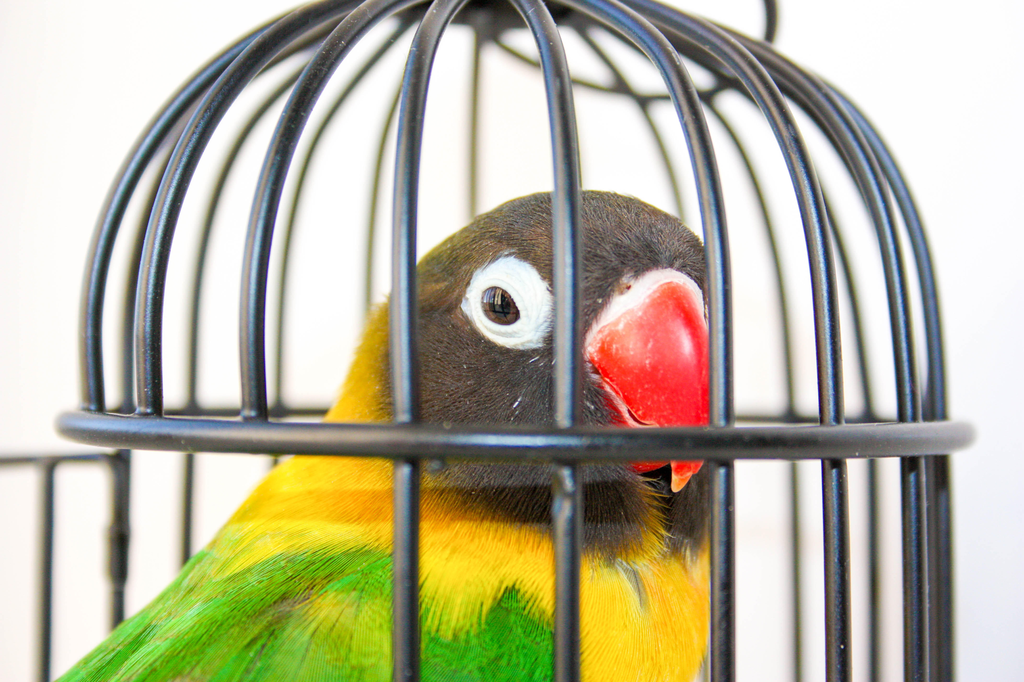 A parrot in a cage (Alamy/PA)