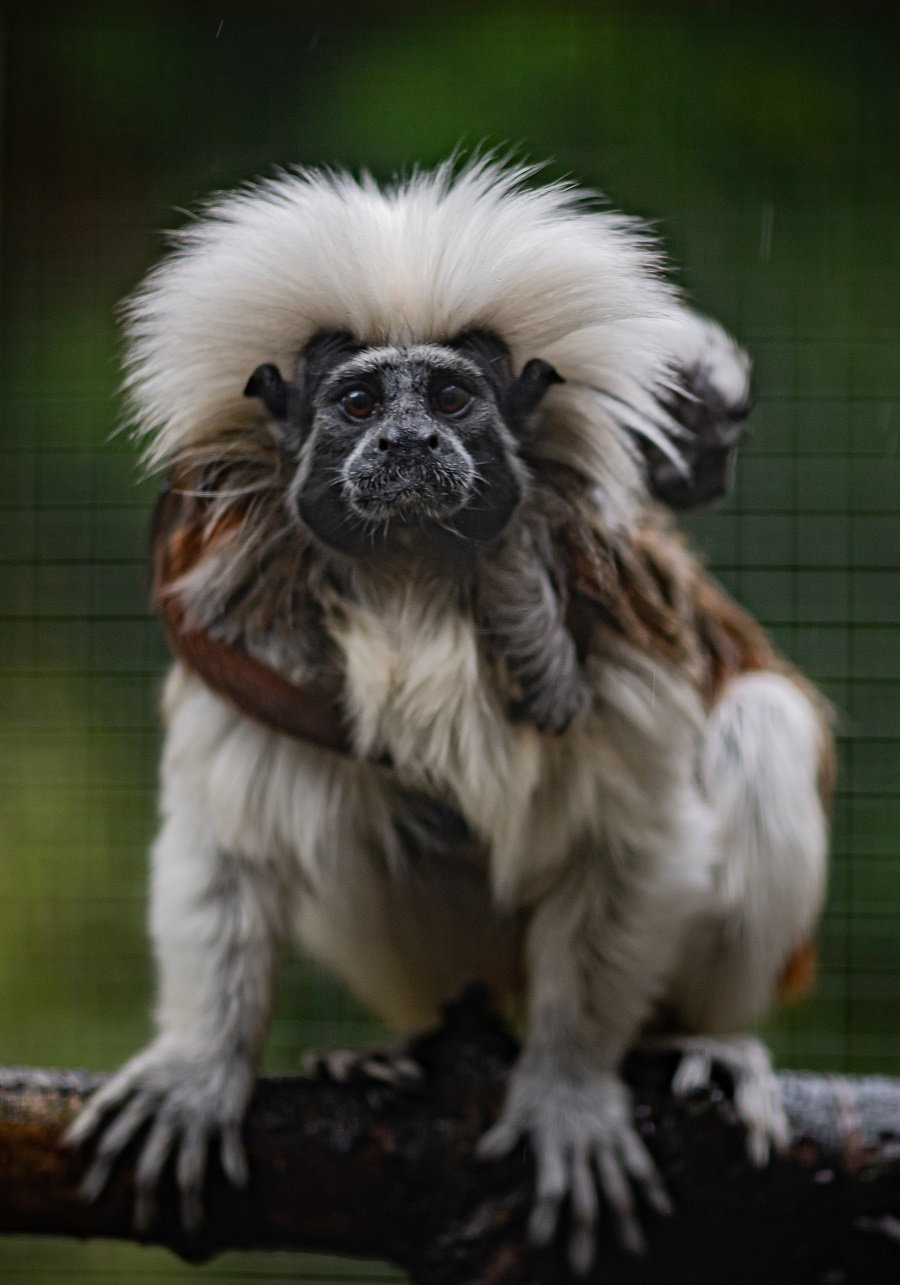 A critically endangered baby cotton-top tamarin has been born at Chester Zoo. (Chester Zoo/PA)